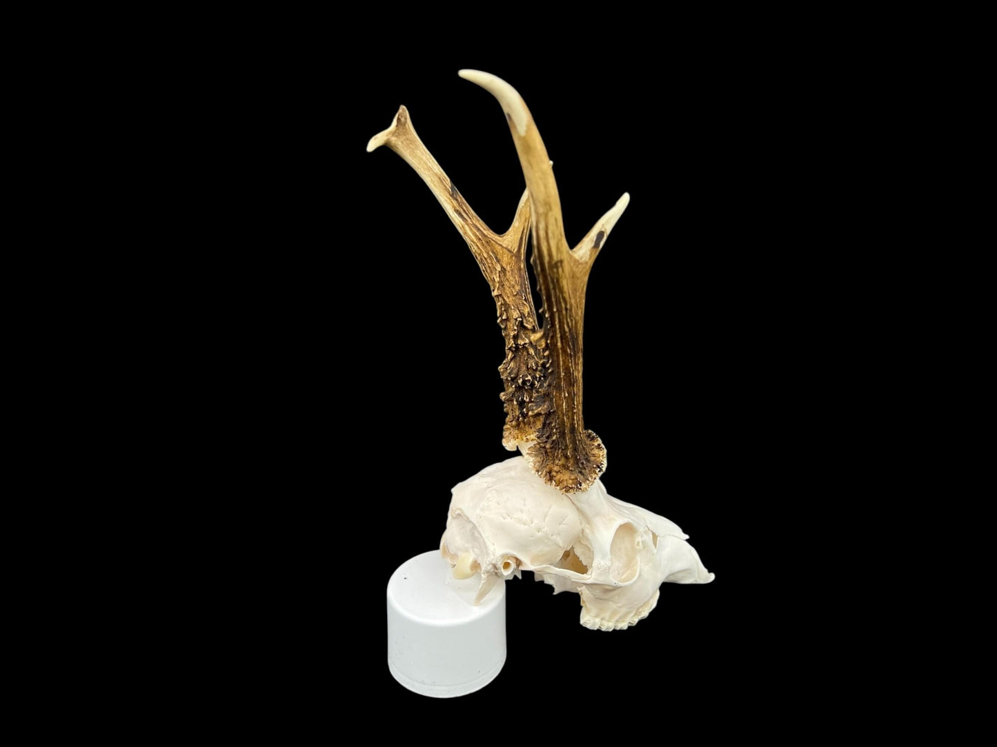 Real Roe Deer skull with antlers (Capreolus capreolus) whole and perfect condition, heavy skull roebuck - Image 4