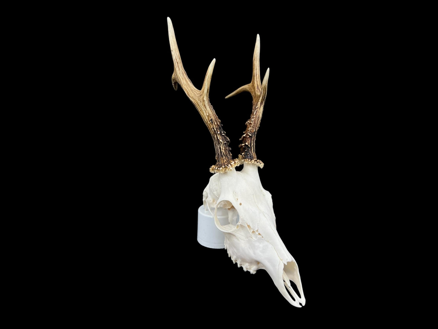 Real Roe Deer skull with antlers (Capreolus capreolus) whole and perfect condition, heavy skull roebuck - Image 5