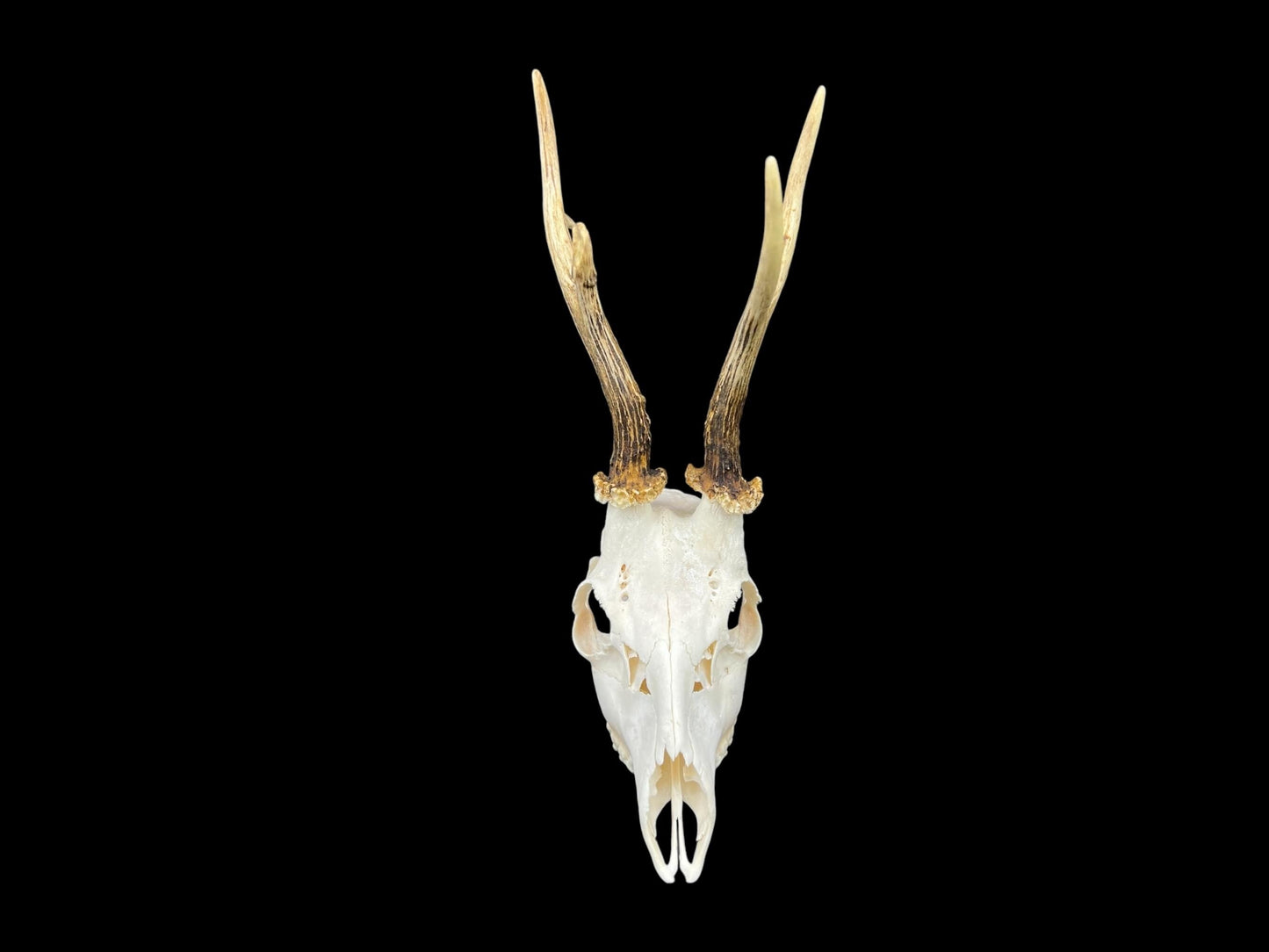 Real Roe Deer skull with antlers (Capreolus capreolus) whole and perfect condition, heavy skull roebuck - Image 10