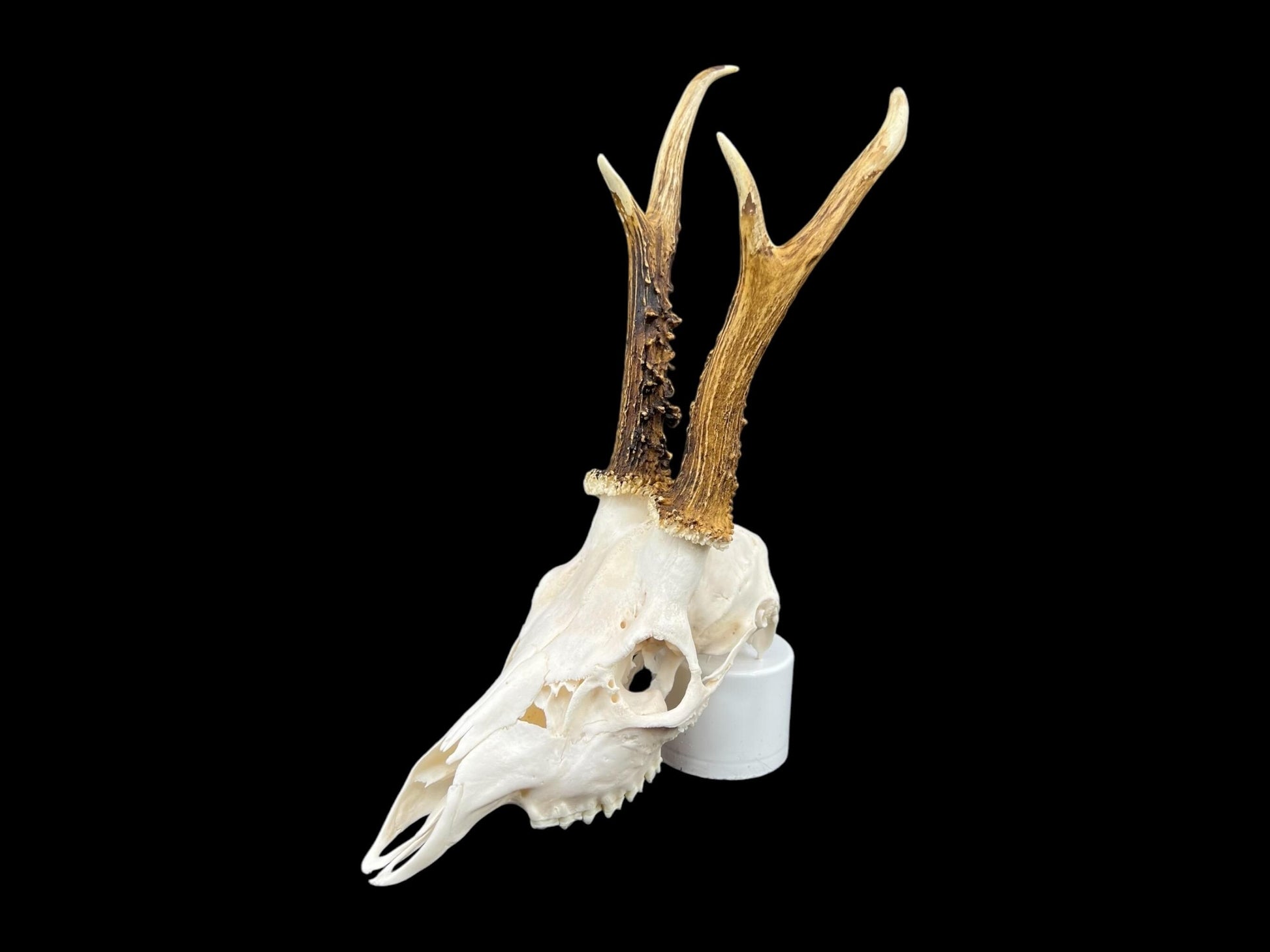 Real Roe Deer skull with antlers (Capreolus capreolus) whole and perfect condition, heavy skull roebuck - Image 3