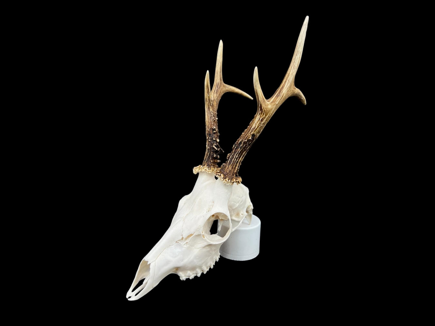 Real Roe Deer skull with antlers (Capreolus capreolus) whole and perfect condition, heavy skull roebuck - Image 6
