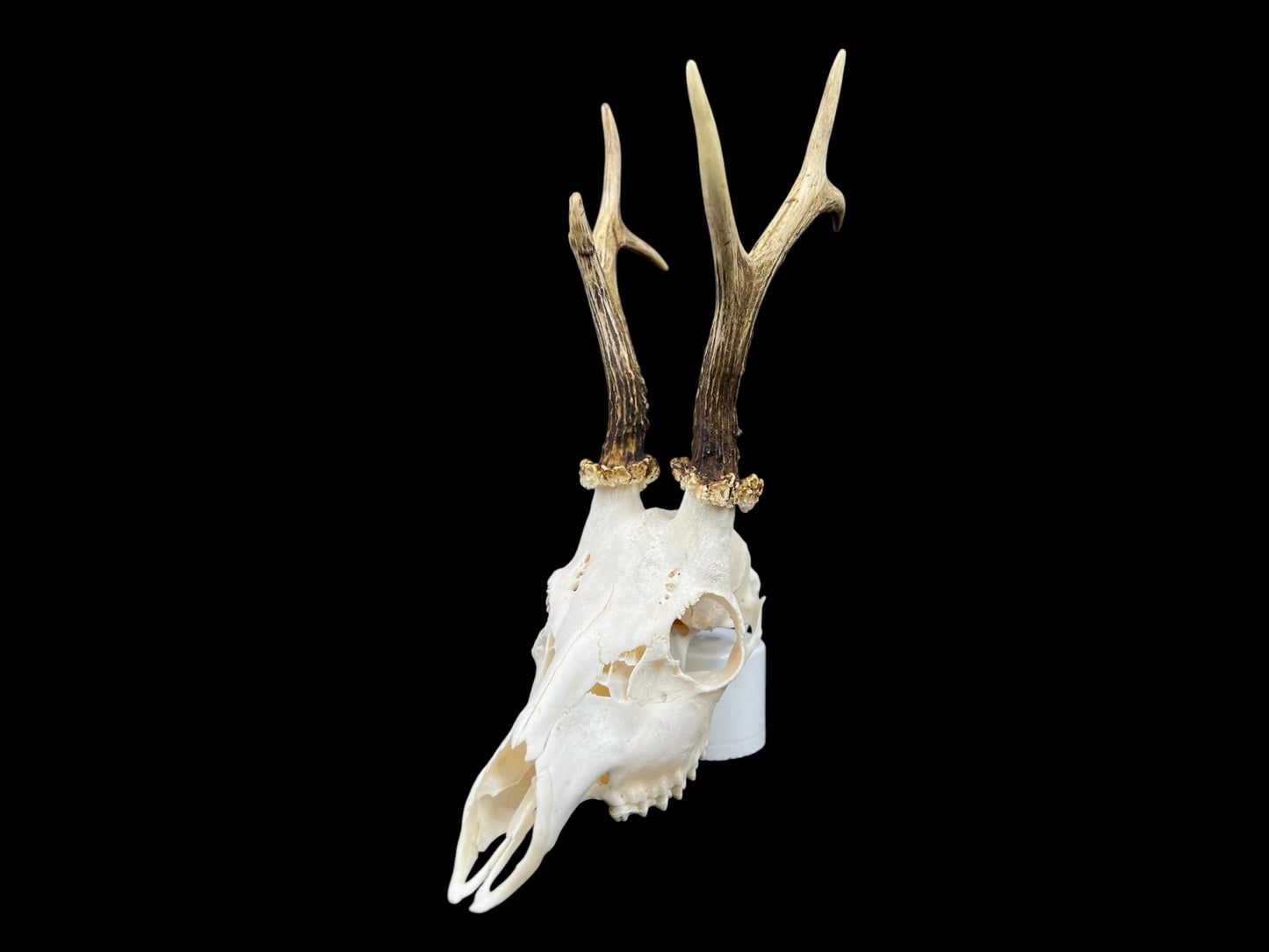 Real Roe Deer skull with antlers (Capreolus capreolus) whole and perfect condition, heavy skull roebuck - Image 8