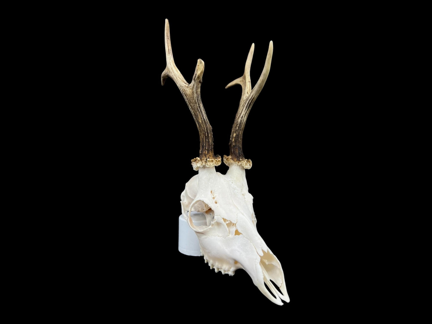Real Roe Deer skull with antlers (Capreolus capreolus) whole and perfect condition, heavy skull roebuck - Image 9