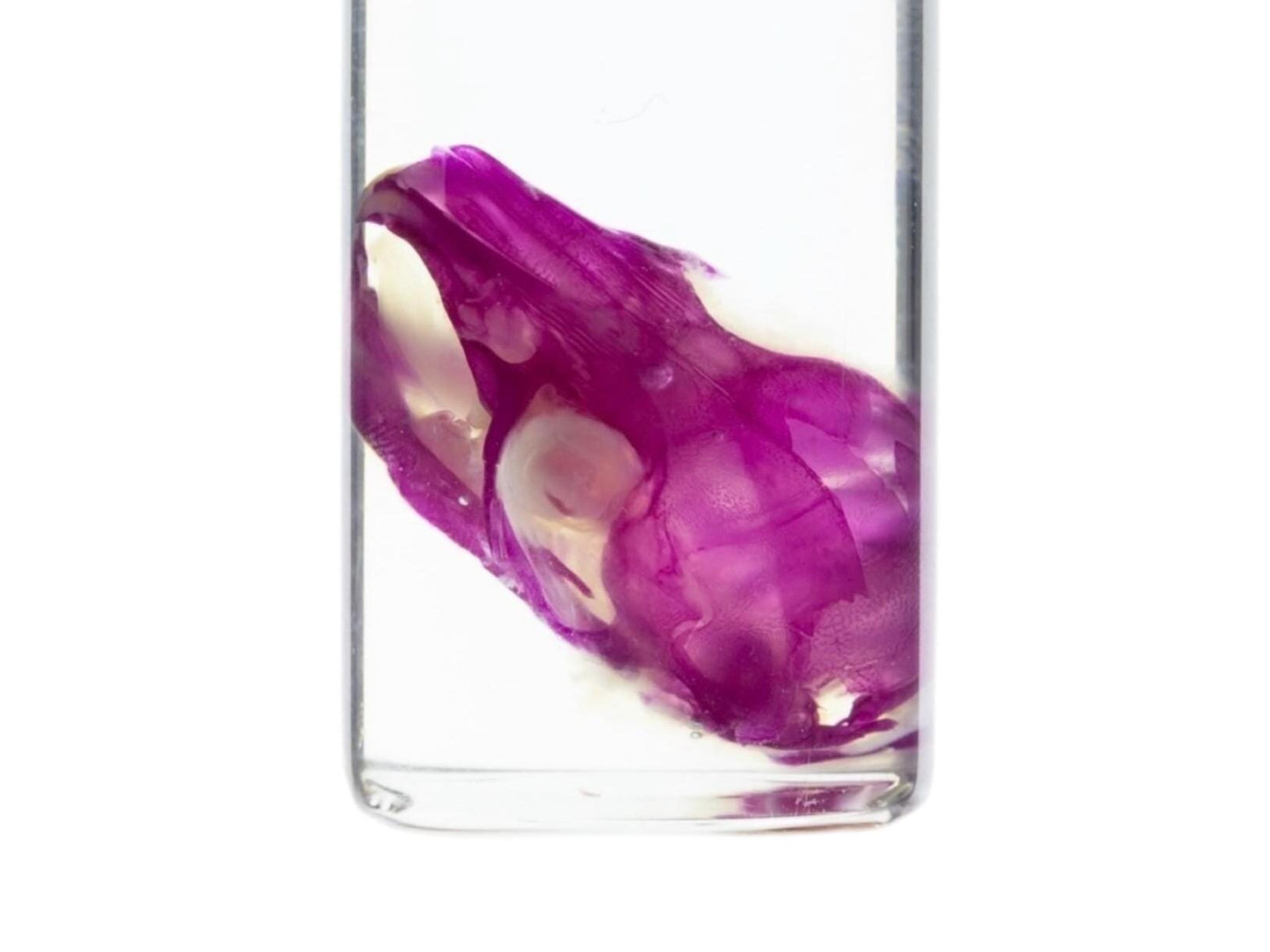 Diaphonized Rat skull, purple diaphonized, wet specimen, diaphonization animal head, diaphonised specimen - Image 3