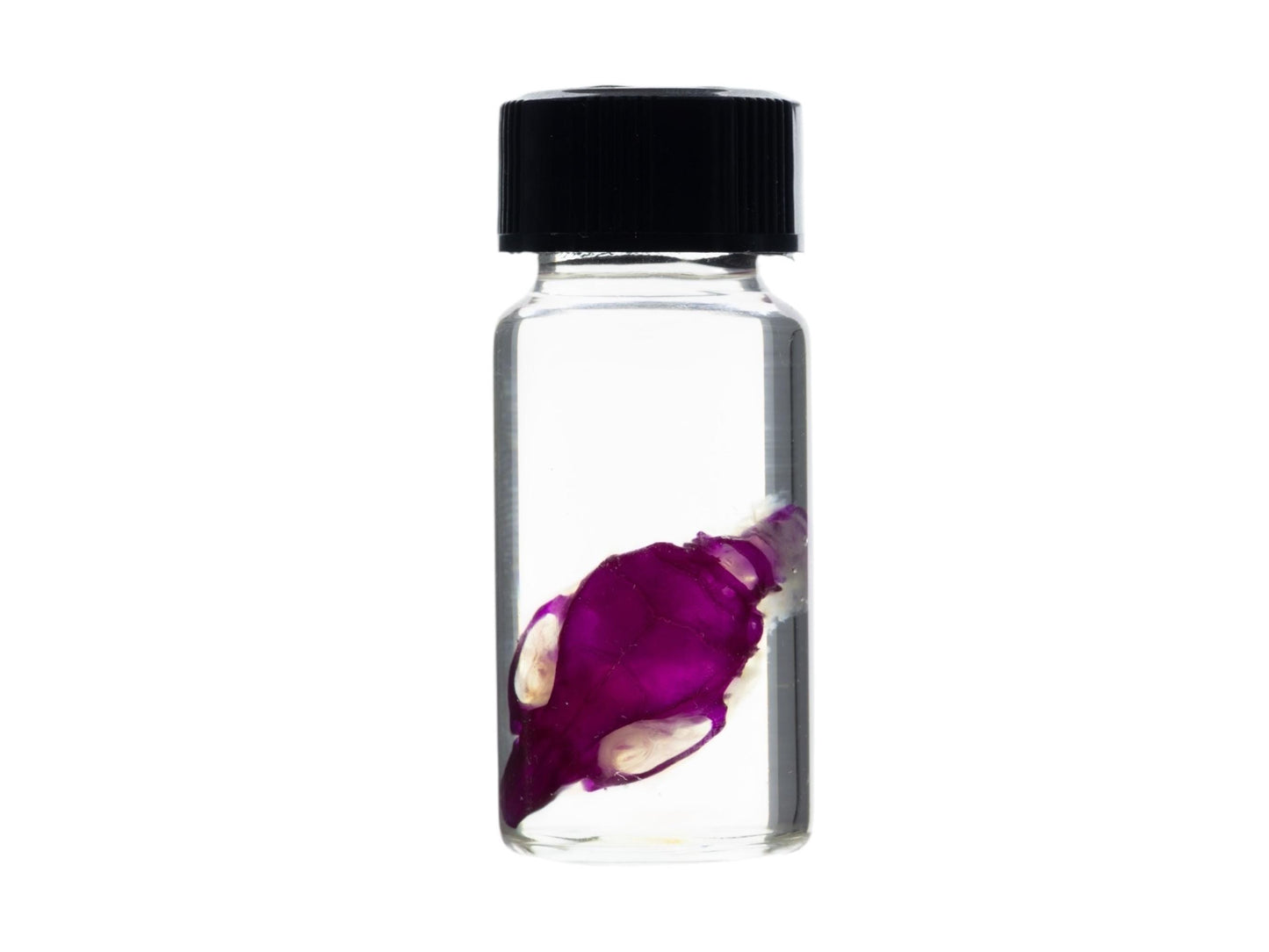 Diaphonized Mouse skull, purple diaphonized, wet specimen, diaphonization animal head, diaphonised specimen - Image 2