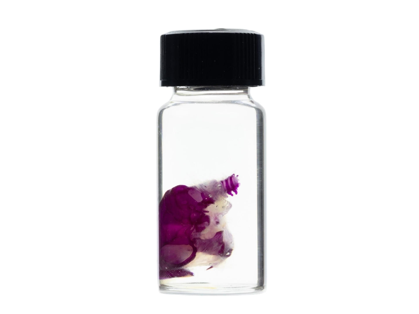 Diaphonized Mouse skull, purple diaphonized, wet specimen, diaphonization animal head, diaphonised specimen - Image 4
