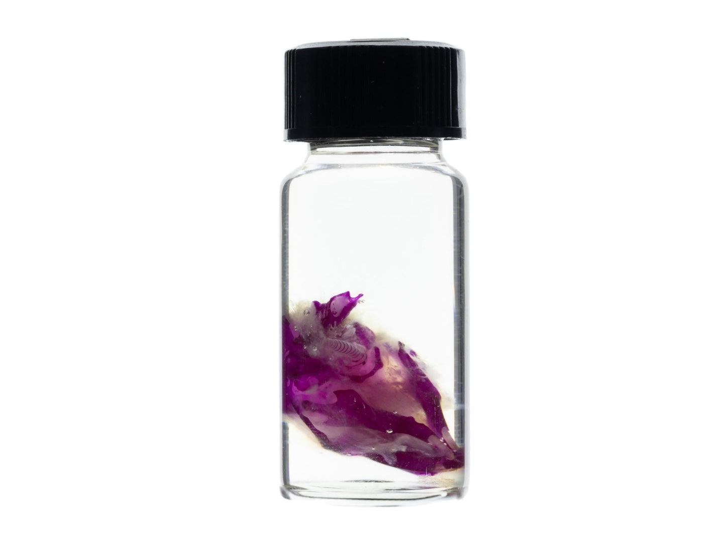 Diaphonized Mouse skull, purple diaphonized, wet specimen, diaphonization animal head, diaphonised specimen - Image 6
