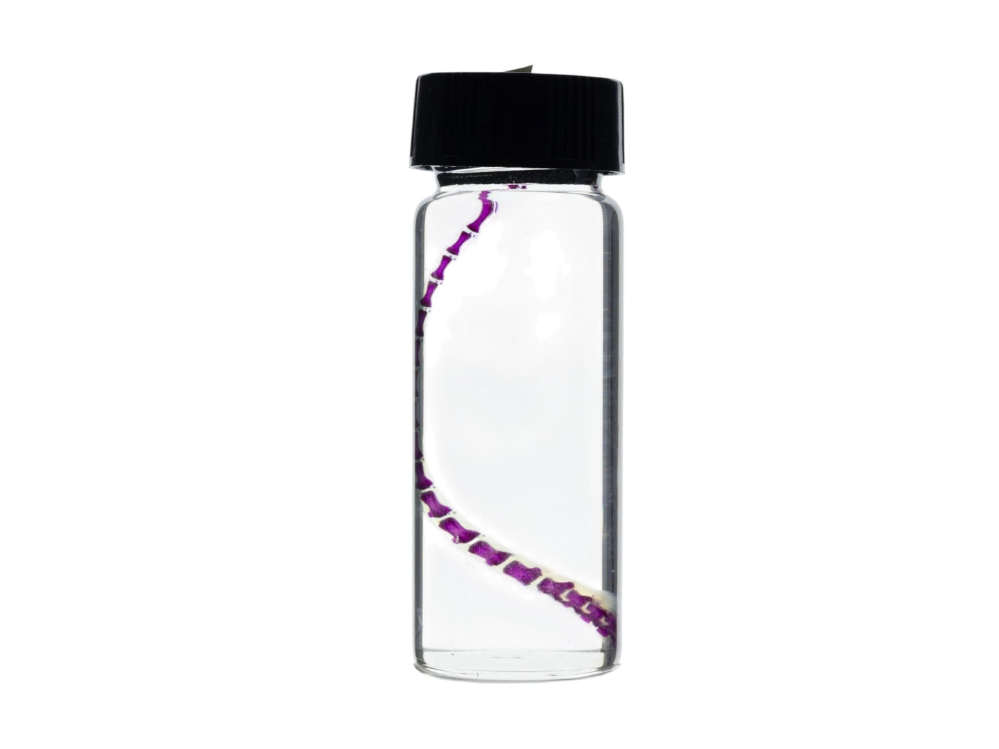 Diaphonized Mouse tail, purple diaphonized, wet specimen, diaphonization animal skeleton, diaphonised specimen - Image 4