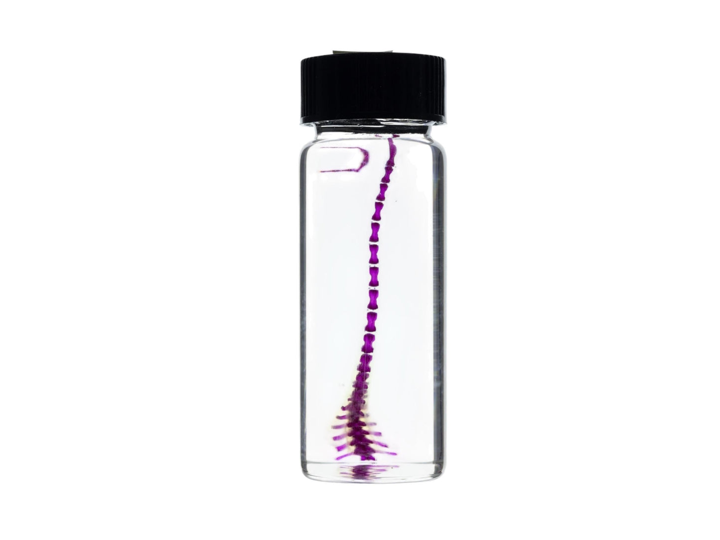 Diaphonized Mouse tail, purple diaphonized, wet specimen, diaphonization animal skeleton, diaphonised specimen - Image 2