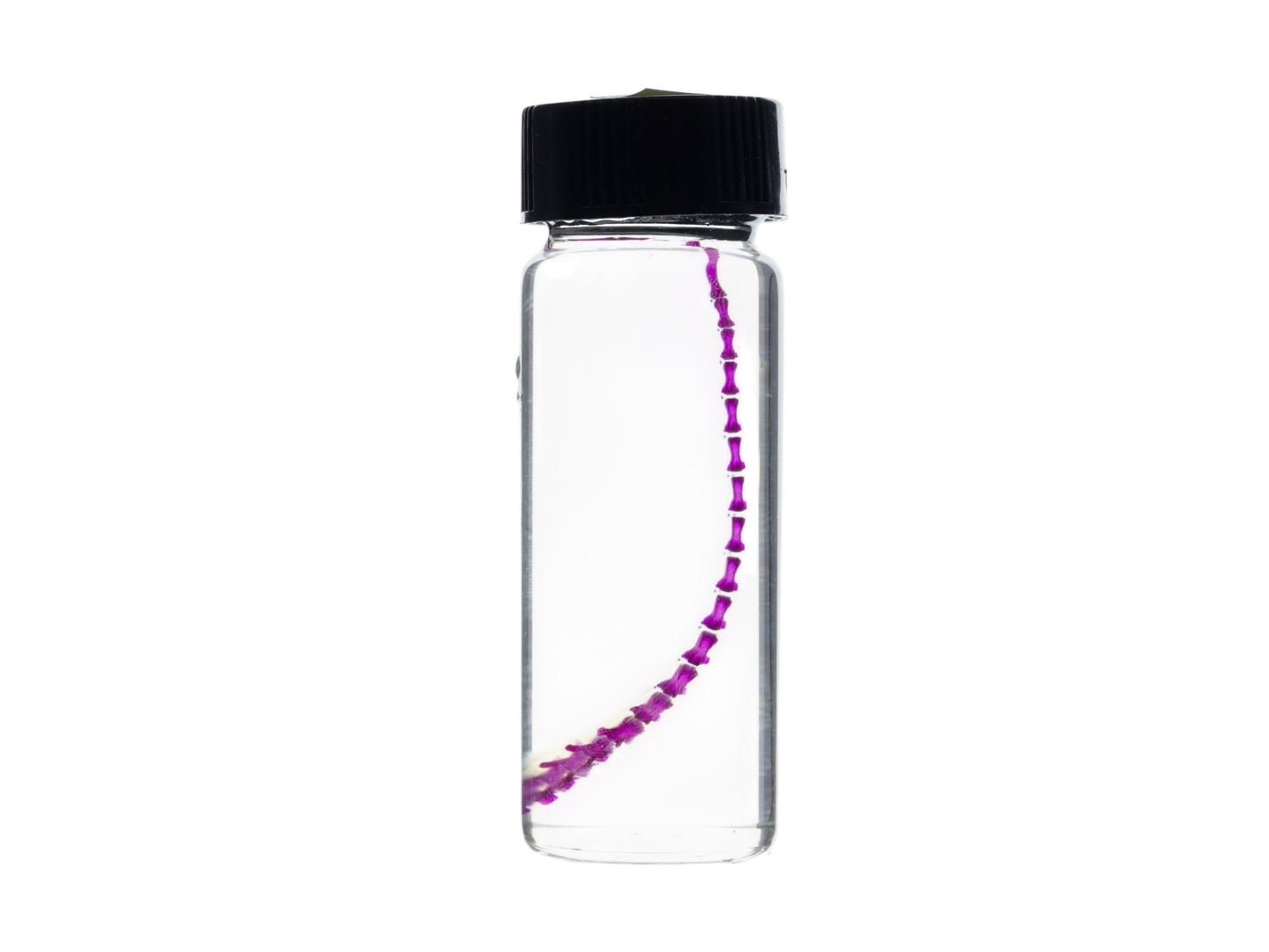 Diaphonized Mouse tail, purple diaphonized, wet specimen, diaphonization animal skeleton, diaphonised specimen - Image 5