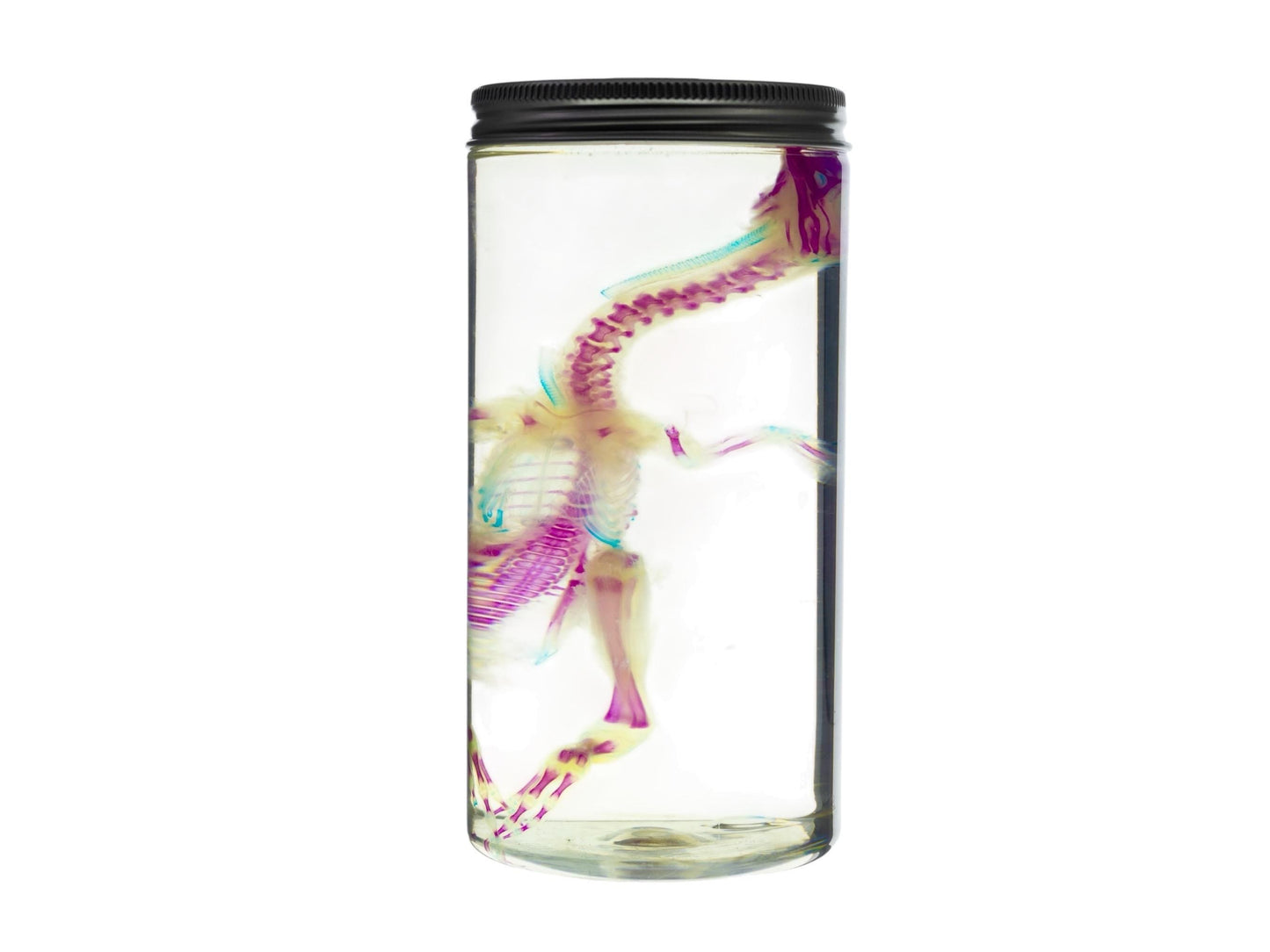 Diaphonized DUCK skeleton, duckling, bird. Purple diaphonization, wet specimen, bird bones - Image 3
