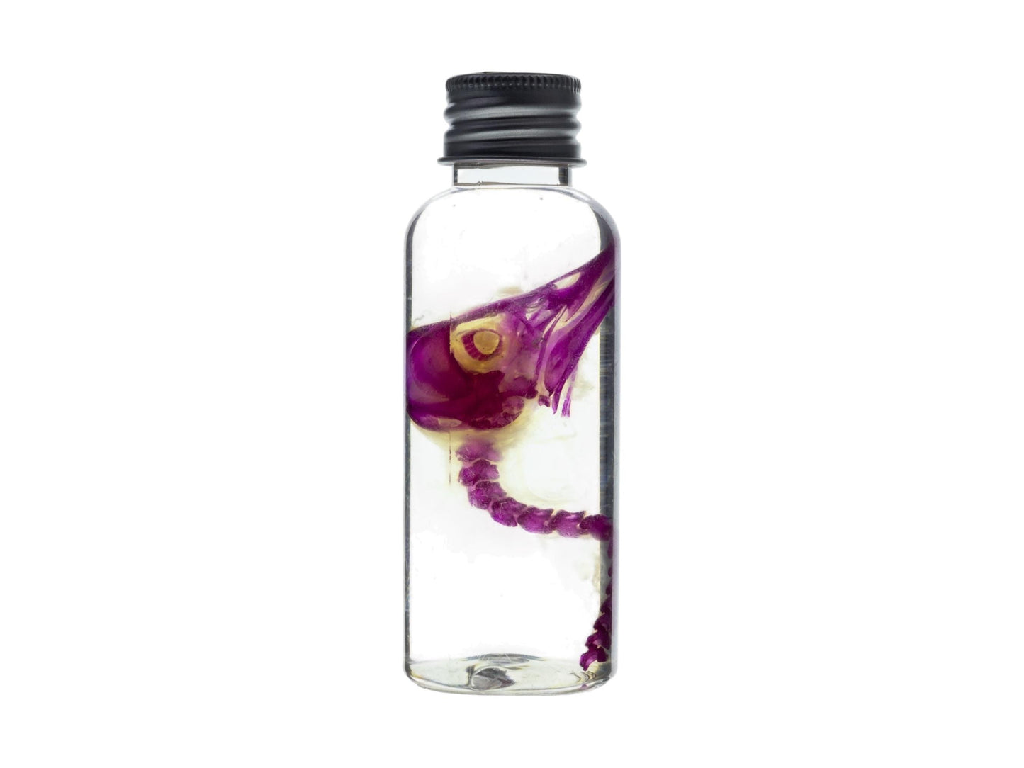 Diaphonized duckling skull, purple/blue diaphonized, wet specimen, diaphonization bird head, diaphonised specimen - Image 2