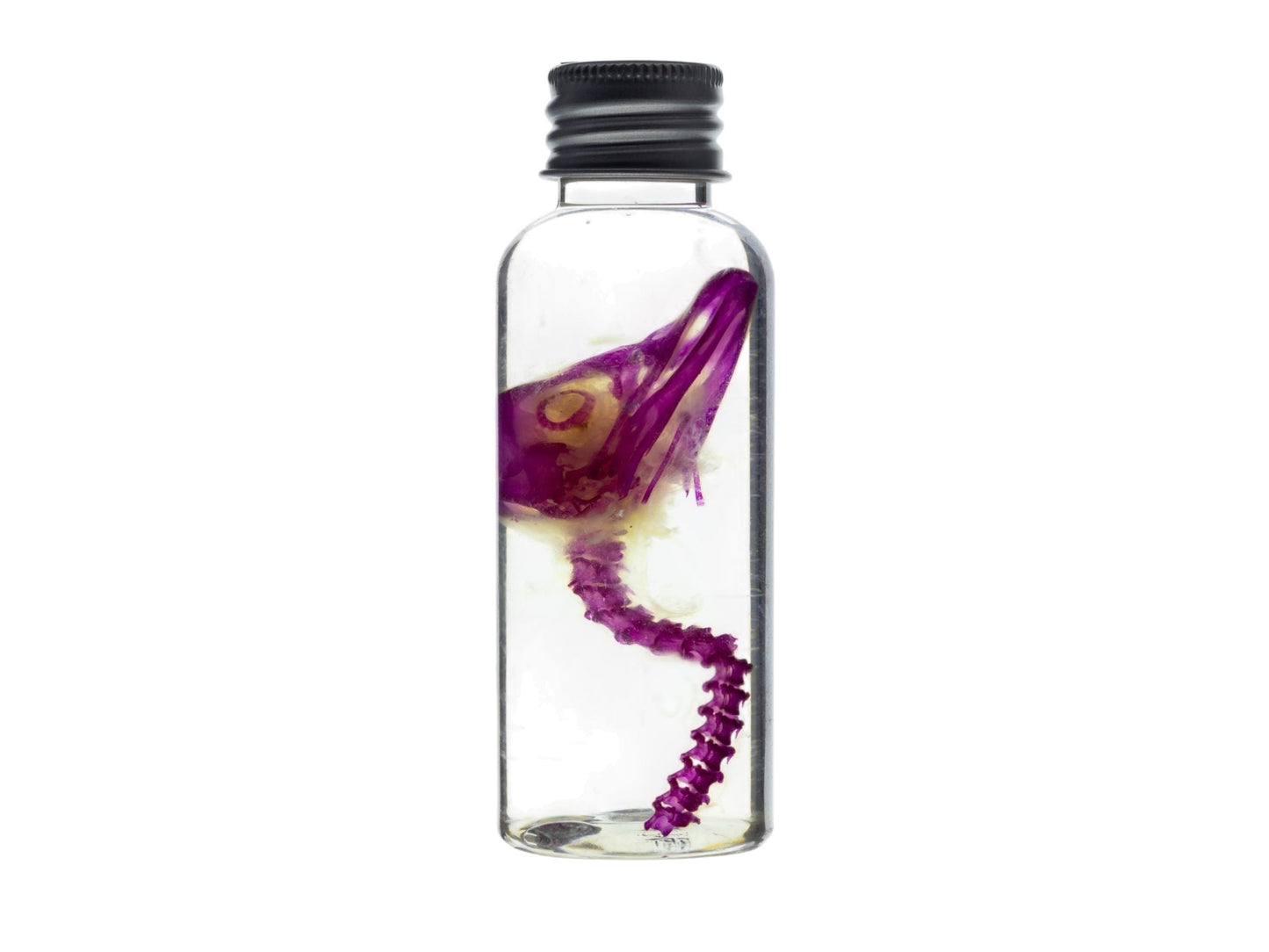 Diaphonized duckling skull, purple/blue diaphonized, wet specimen, diaphonization bird head, diaphonised specimen - Image 5