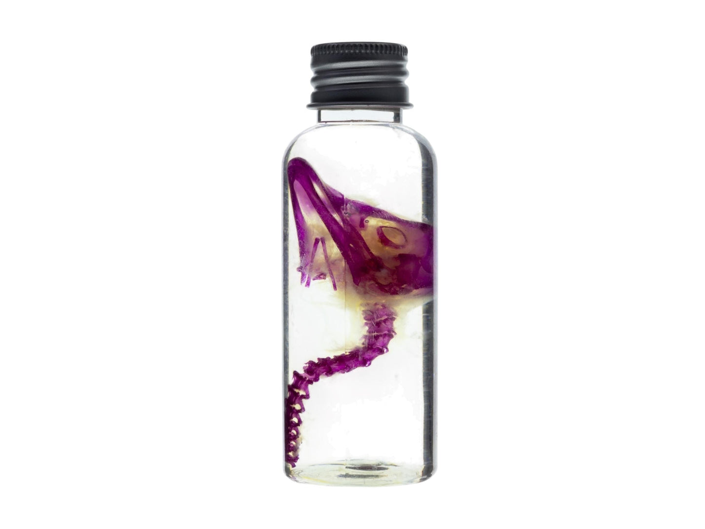 Diaphonized duckling skull, purple/blue diaphonized, wet specimen, diaphonization bird head, diaphonised specimen - Image 4