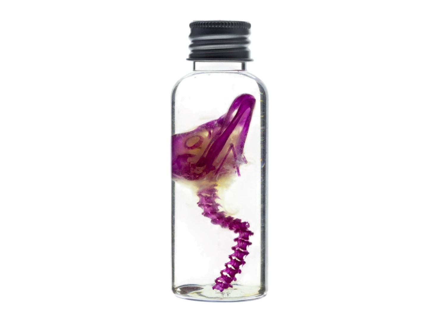 Diaphonized duckling skull, purple/blue diaphonized, wet specimen, diaphonization bird head, diaphonised specimen - Image 3