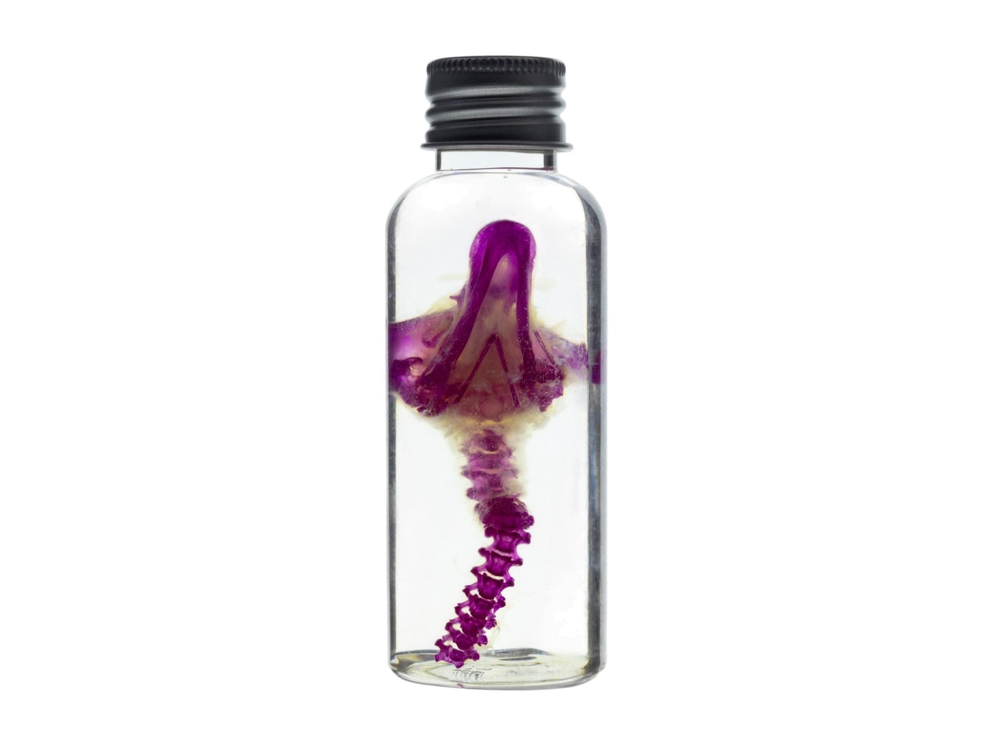 Diaphonized duckling skull, purple/blue diaphonized, wet specimen, diaphonization bird head, diaphonised specimen - Image 6