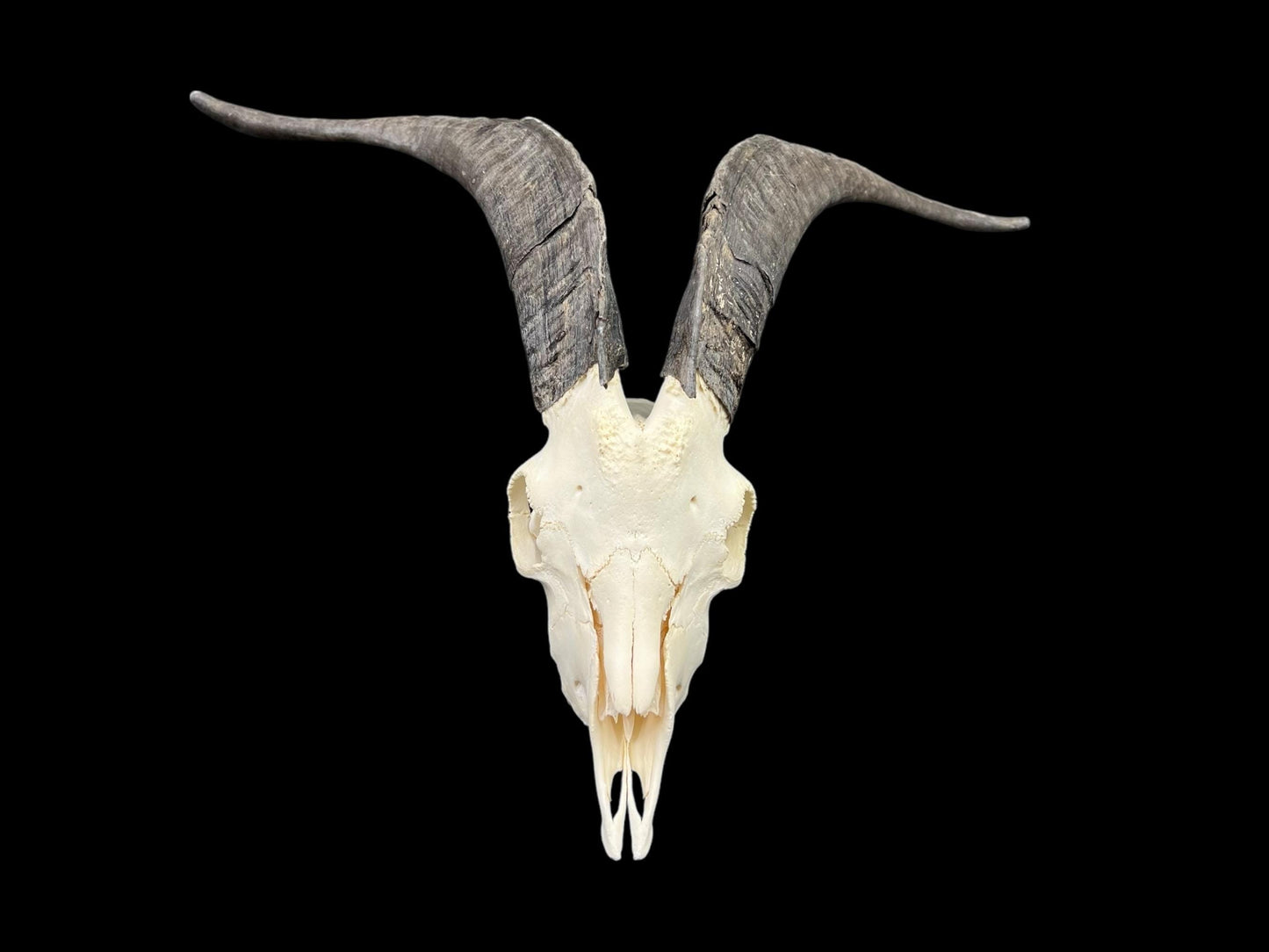 Real Goat Skull (Capra hircus)