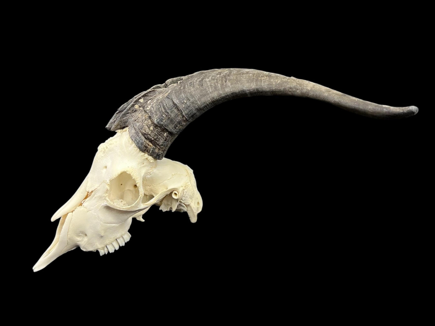 Real Goat Skull (Capra hircus) with long horns, professionally cleaned, huge animal skull, skull decor - Image 5