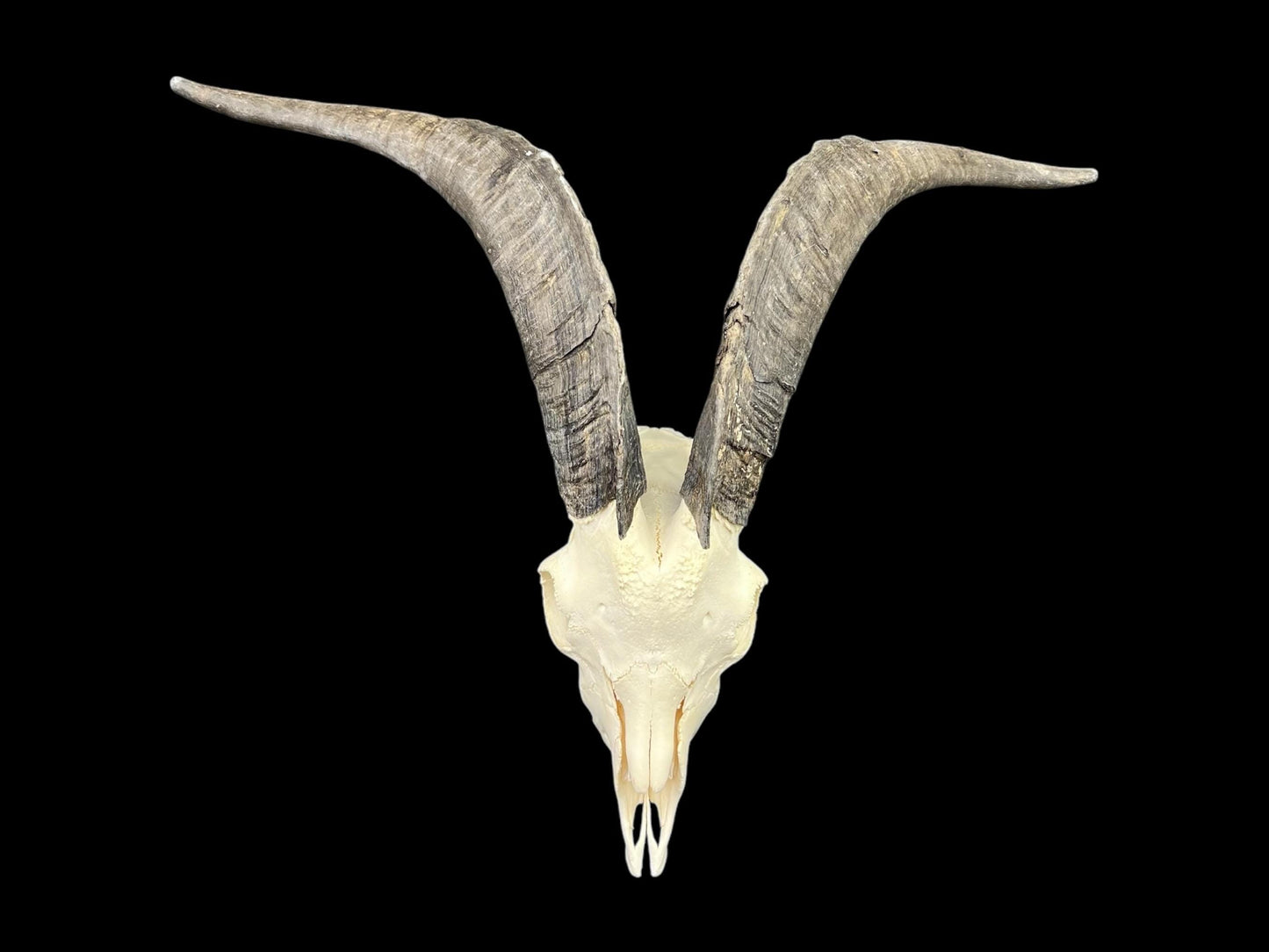 Real Goat Skull (Capra hircus) with long horns, professionally cleaned, huge animal skull, skull decor - Image 7