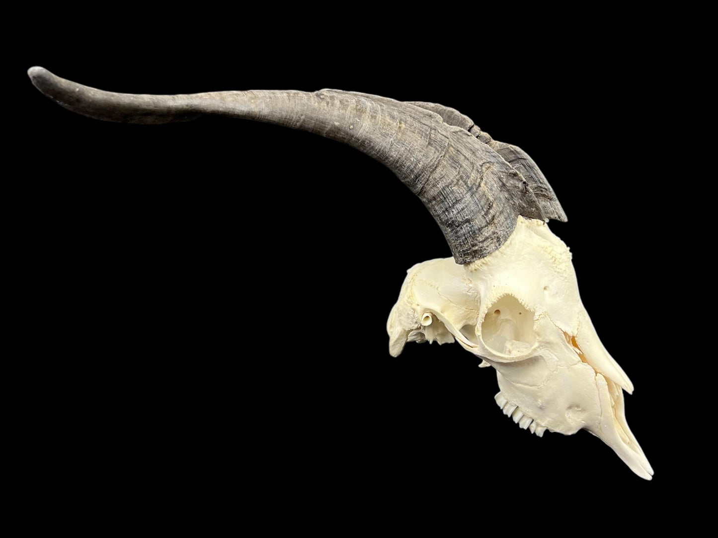 Real Goat Skull (Capra hircus) with long horns, professionally cleaned, huge animal skull, skull decor - Image 4