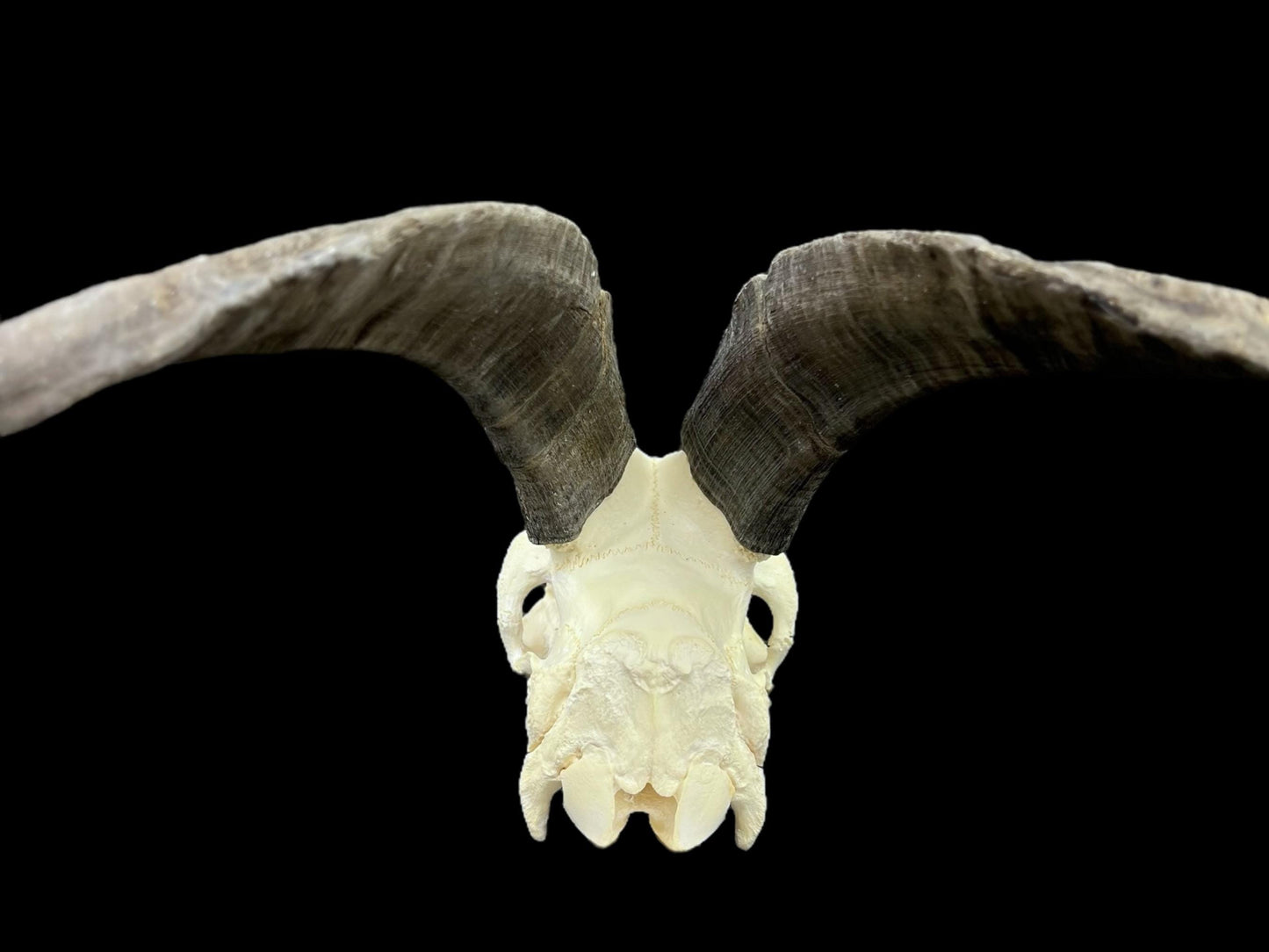 Real Goat Skull (Capra hircus) with long horns, professionally cleaned, huge animal skull, skull decor - Image 8