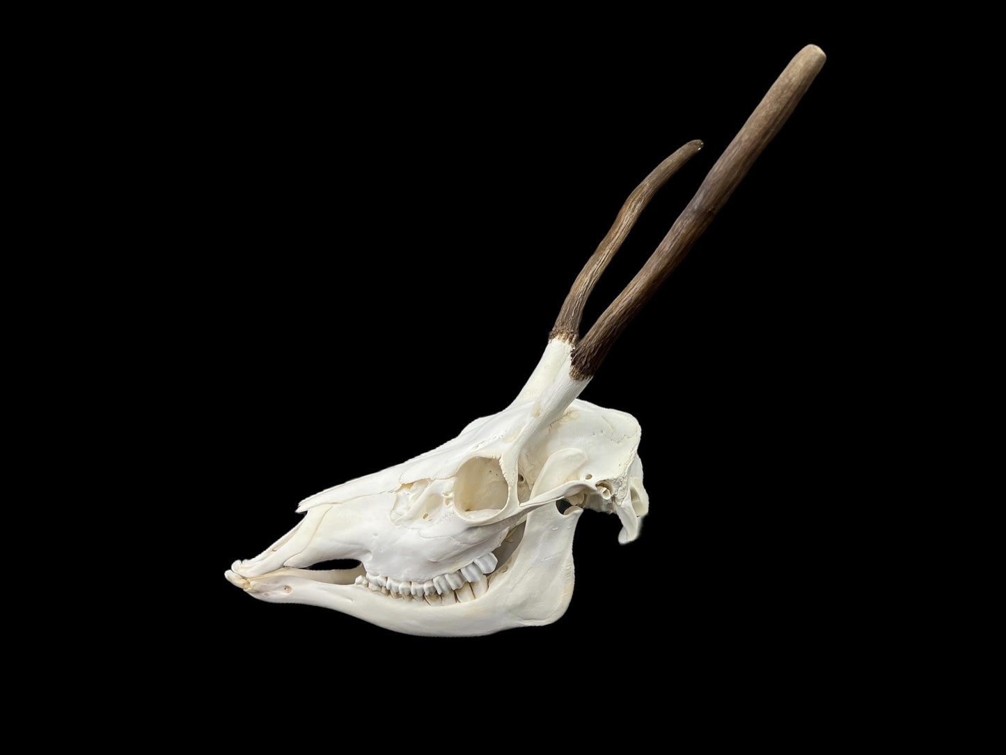Real European Deer skull (Cervus), clean skull, white animal bones, animal skull with antlers - Image 3