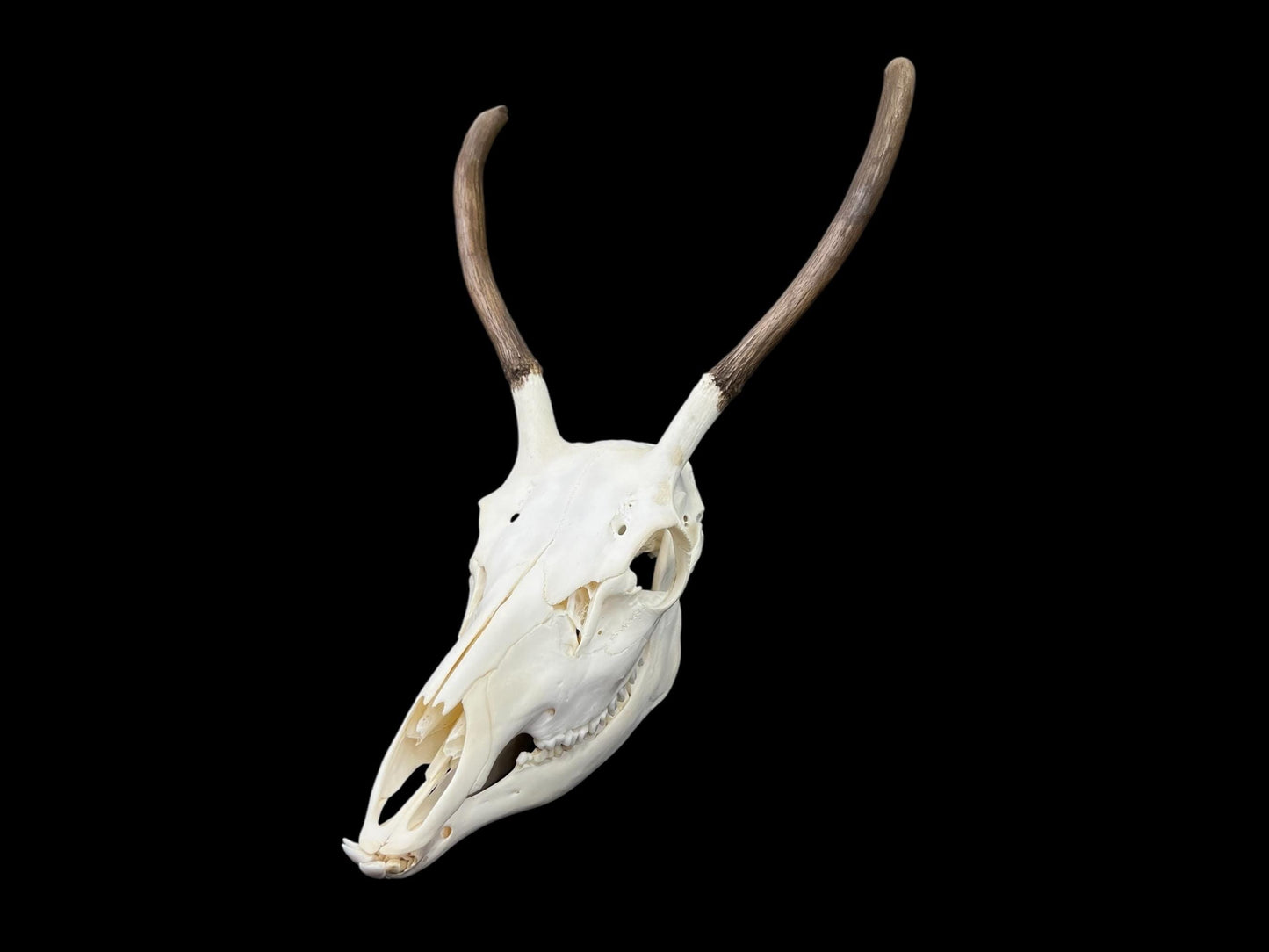 Real European Deer skull (Cervus), clean skull, white animal bones, animal skull with antlers - Image 2