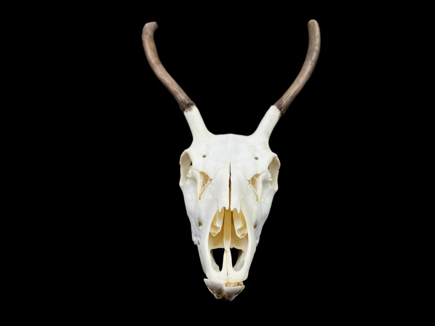 Real European Deer skull (Cervus), clean skull, white animal bones, animal skull with antlers - Image 4