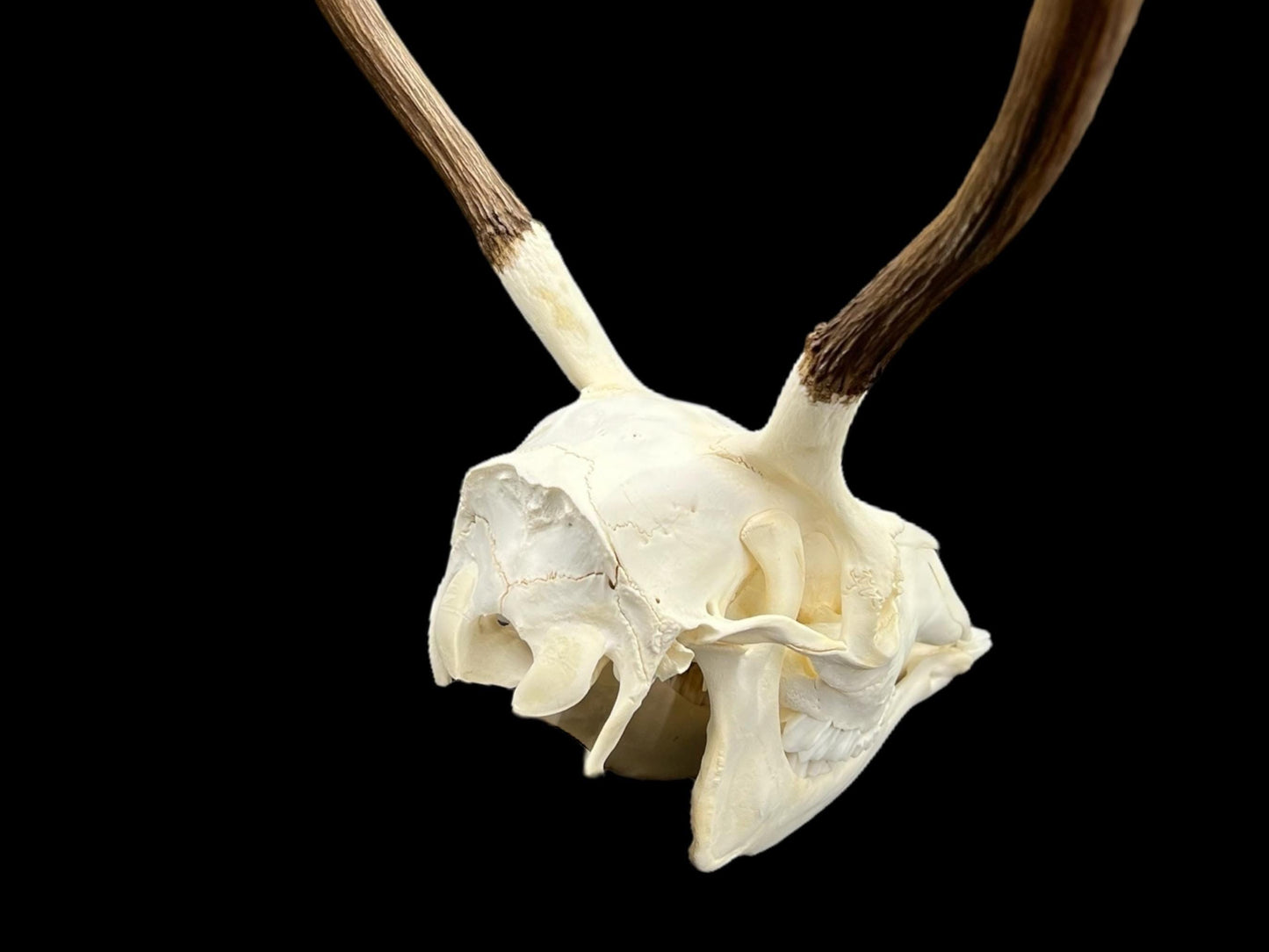 Real European Deer skull (Cervus), clean skull, white animal bones, animal skull with antlers - Image 7