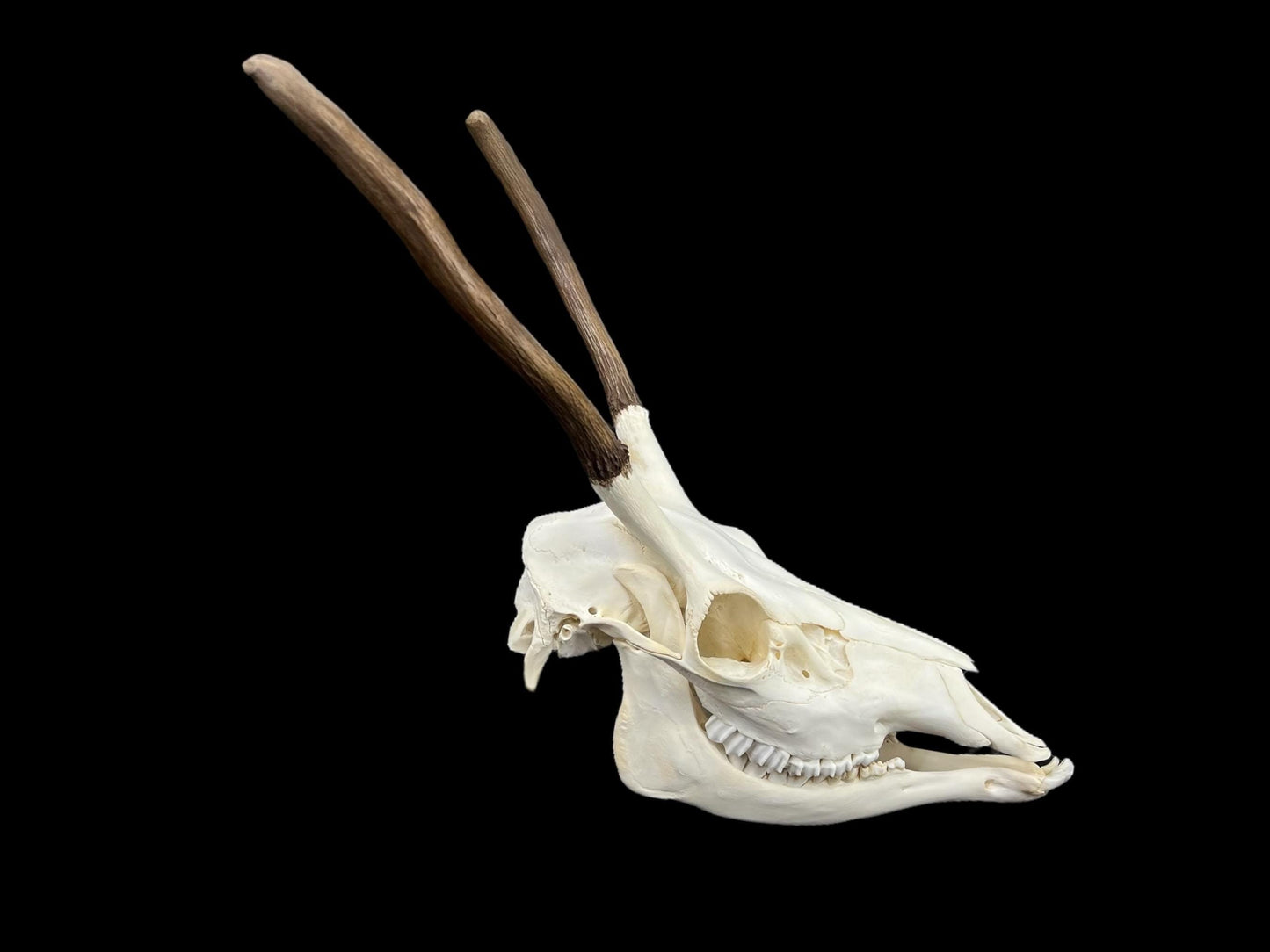 Real European Deer skull (Cervus), clean skull, white animal bones, animal skull with antlers - Image 5