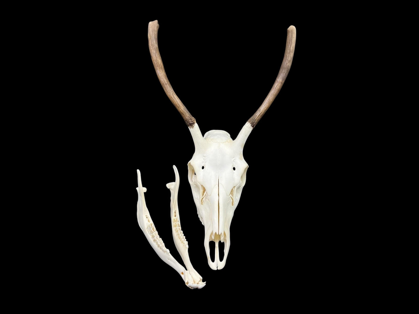 Real European Deer skull (Cervus), clean skull, white animal bones, animal skull with antlers - Image 6
