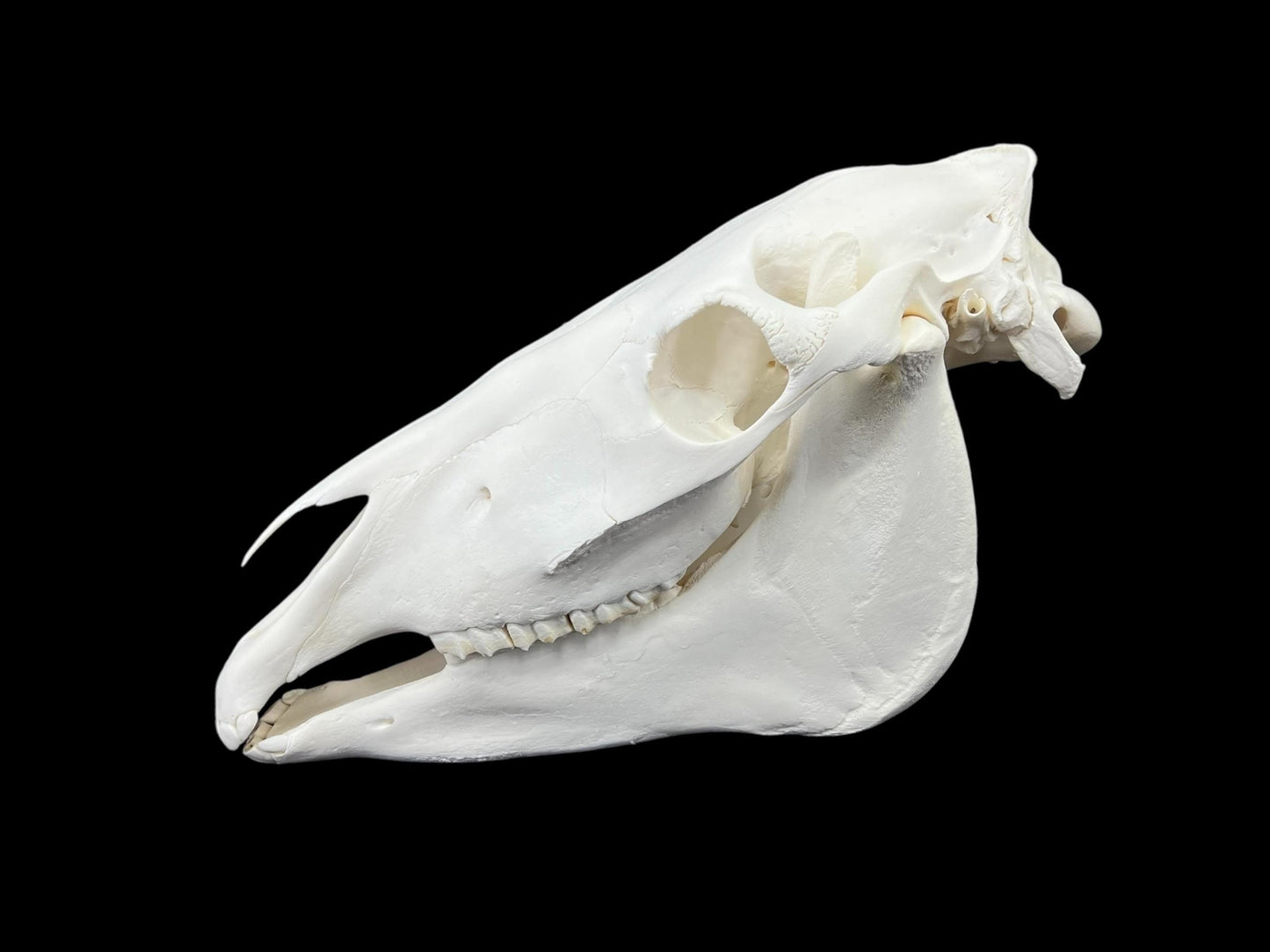 Real Horse skull (Equus caballus), degreased and whitened bone, anatomy skull, complete huge skull, skull decor - Image 2