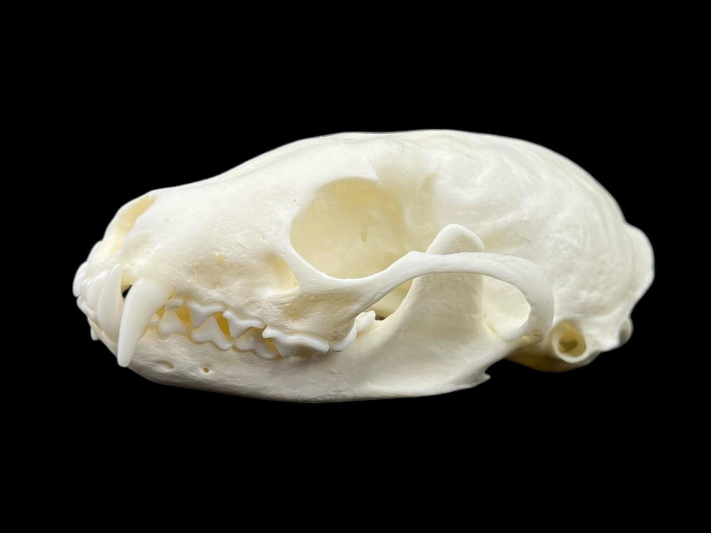 Real European Pine Marten (Martes martes) skeleton, predator, real animal bones, clean and white bones, anatomy study - Image 3