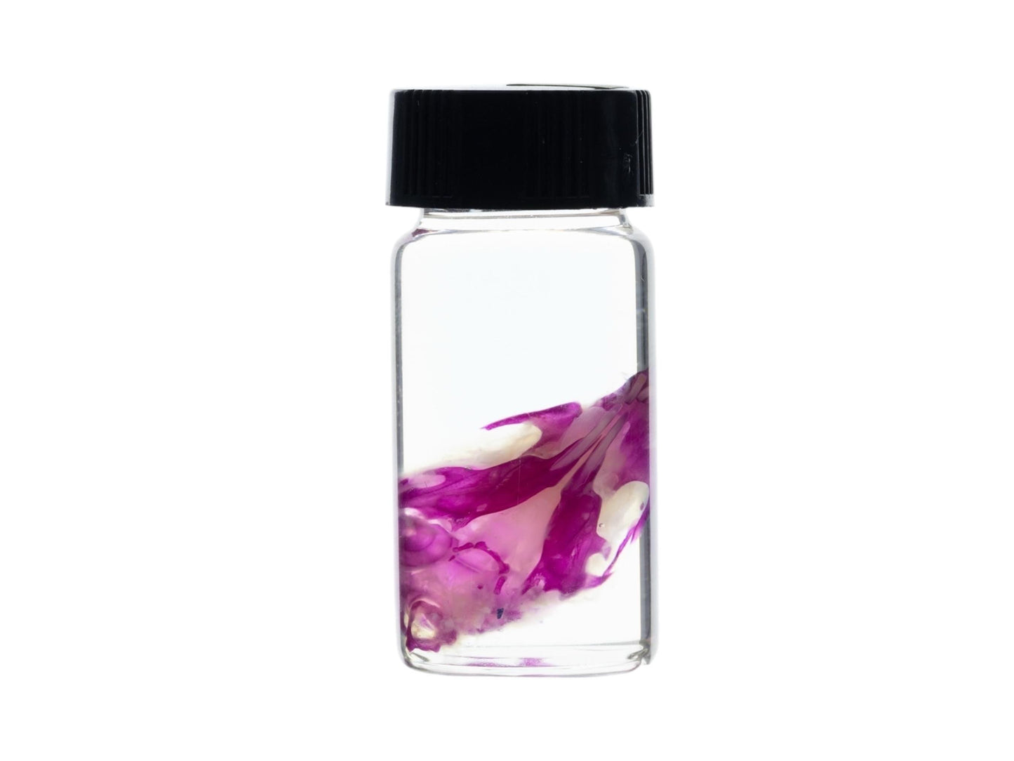 Diaphonized Rat skull, purple diaphonized, wet specimen, diaphonization animal head, diaphonised specimen - Image 5