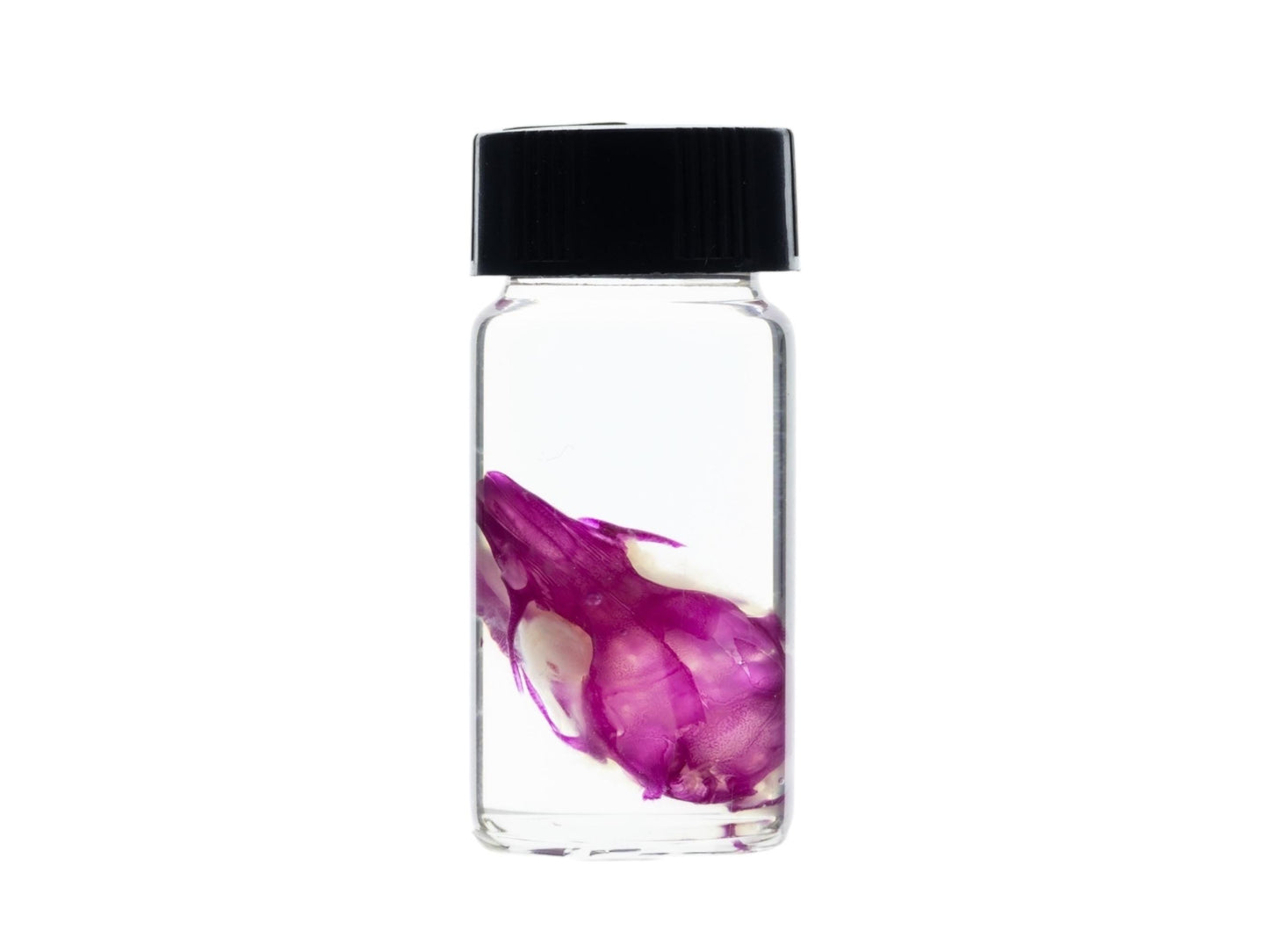 Diaphonized Rat skull, purple diaphonized, wet specimen, diaphonization animal head, diaphonised specimen - Image 2