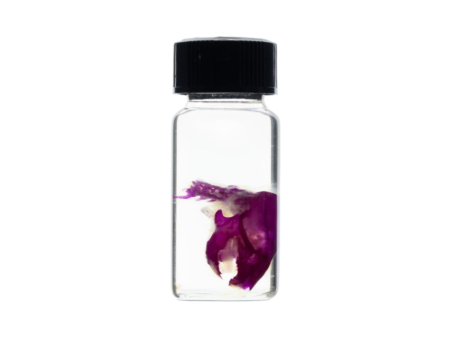 Diaphonized Mouse skull, purple diaphonized, wet specimen, diaphonization animal head, diaphonised specimen - Image 5