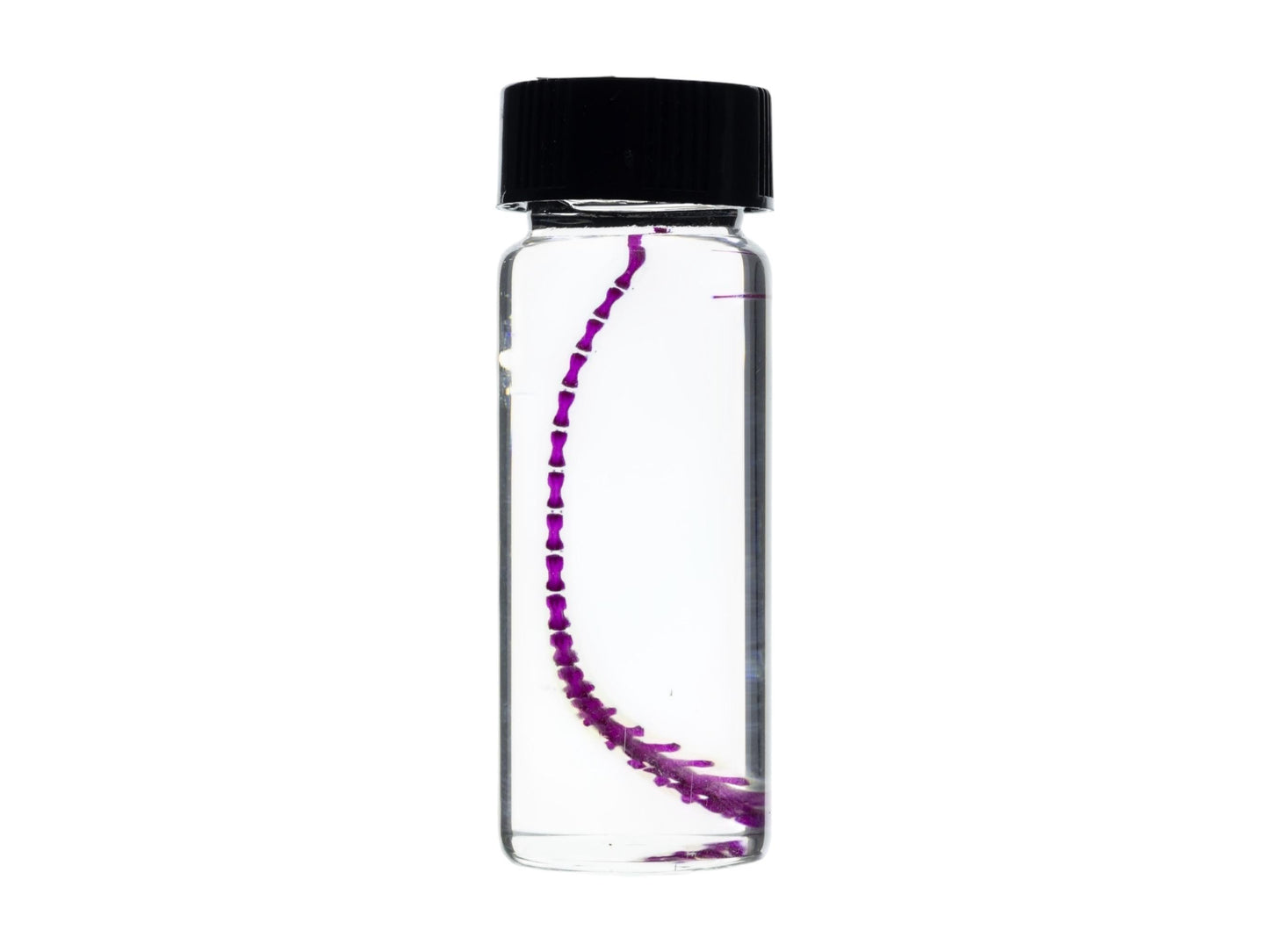 Diaphonized Mouse tail, purple diaphonized, wet specimen, diaphonization animal skeleton, diaphonised specimen - Image 3