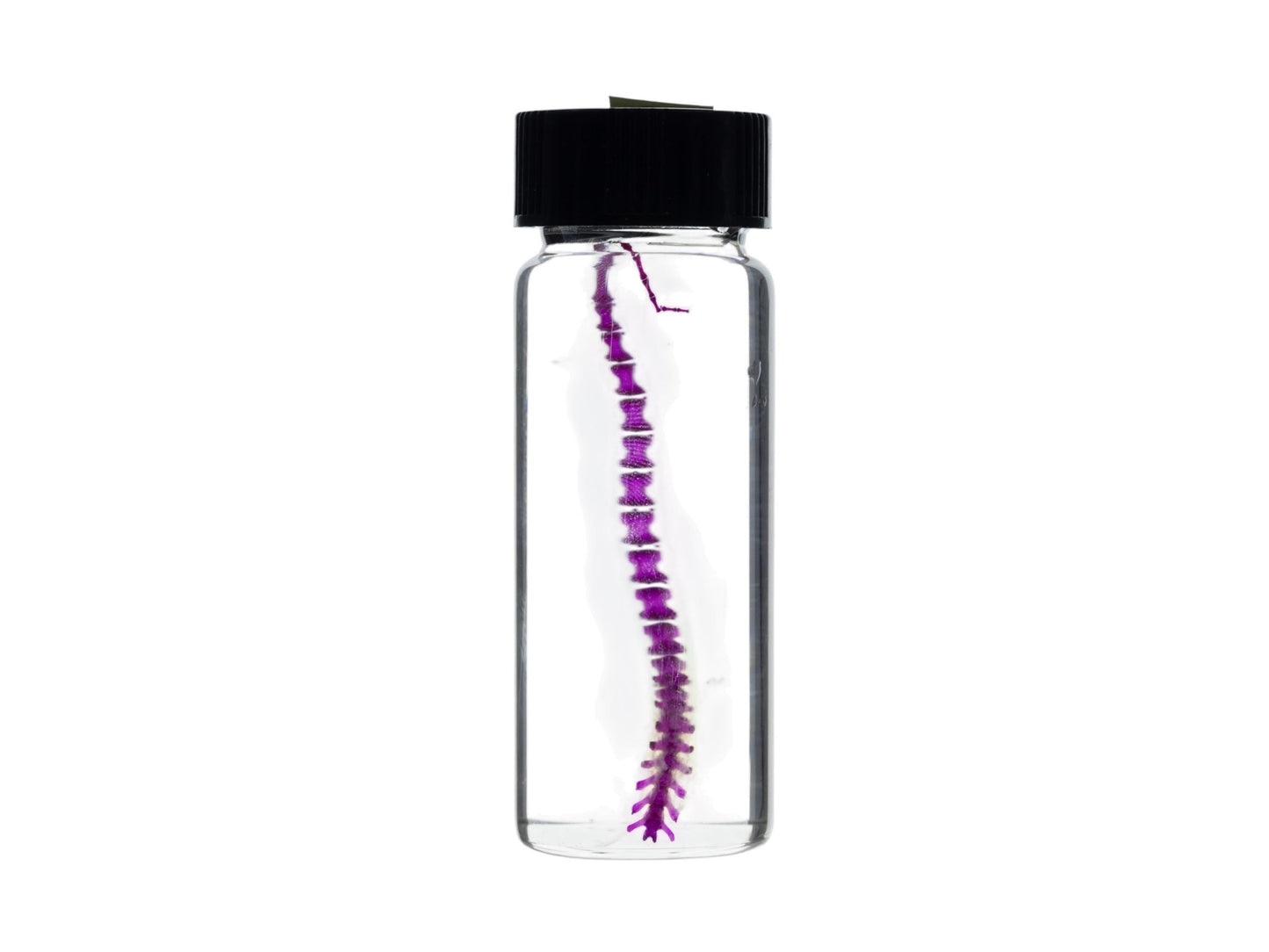 Diaphonized Mouse tail, purple diaphonized, wet specimen, diaphonization animal skeleton, diaphonised specimen - Image 6