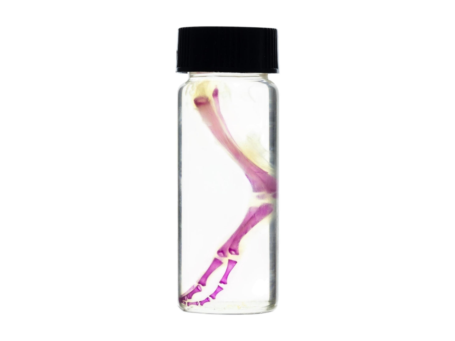 Diaphonized duckling limb, purple diaphonized, wet specimen, diaphonization bird leg, diaphonised specimen - Image 4