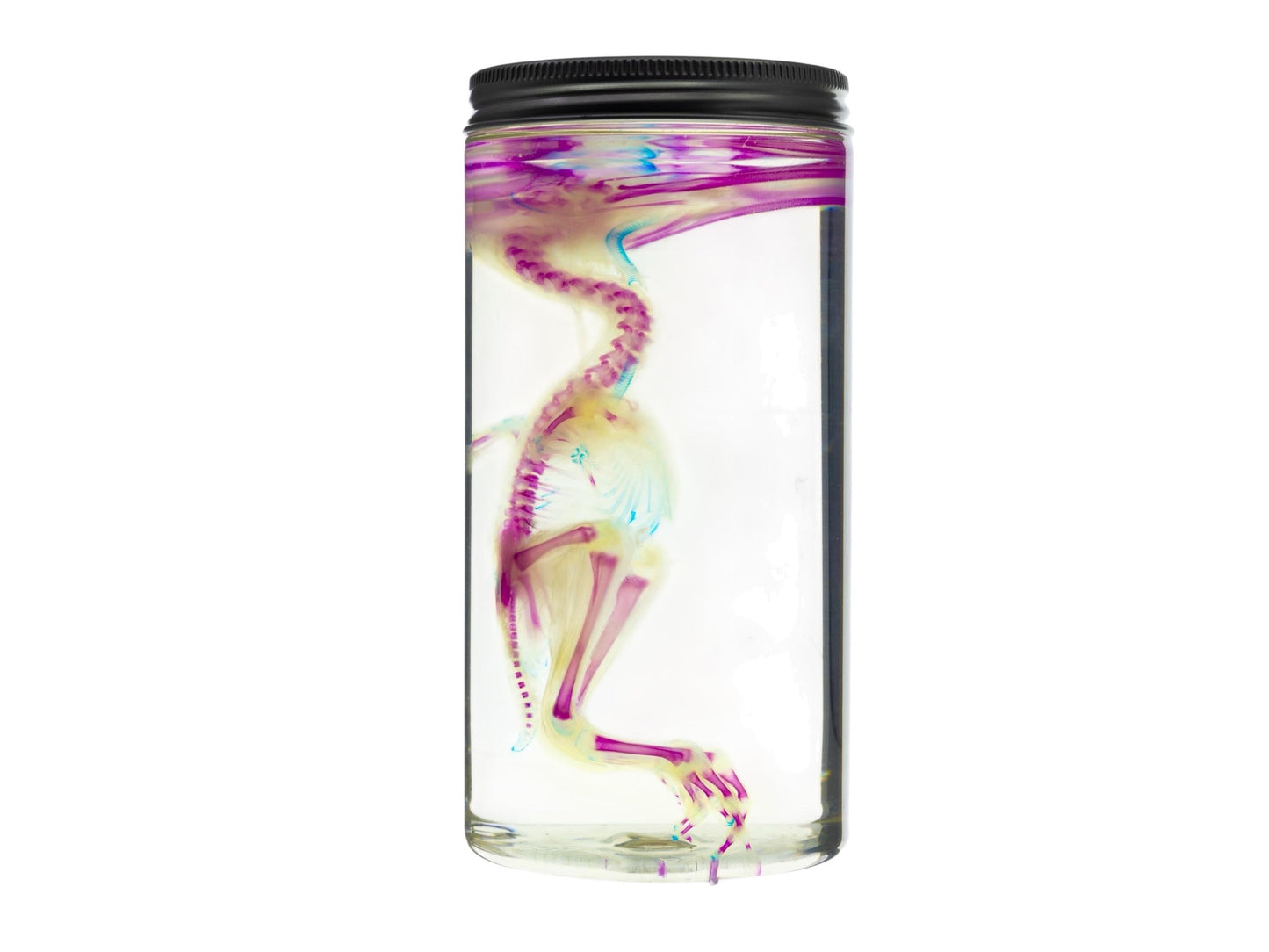 Diaphonized DUCK skeleton, duckling, bird. Purple diaphonization, wet specimen, bird bones - Image 7