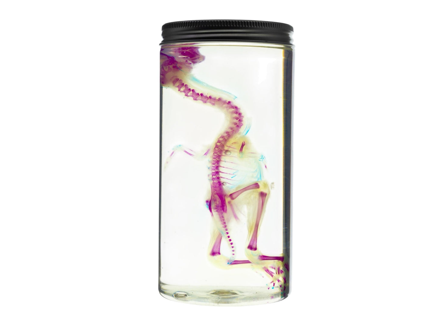 Diaphonized DUCK skeleton, duckling, bird. Purple diaphonization, wet specimen, bird bones - Image 6