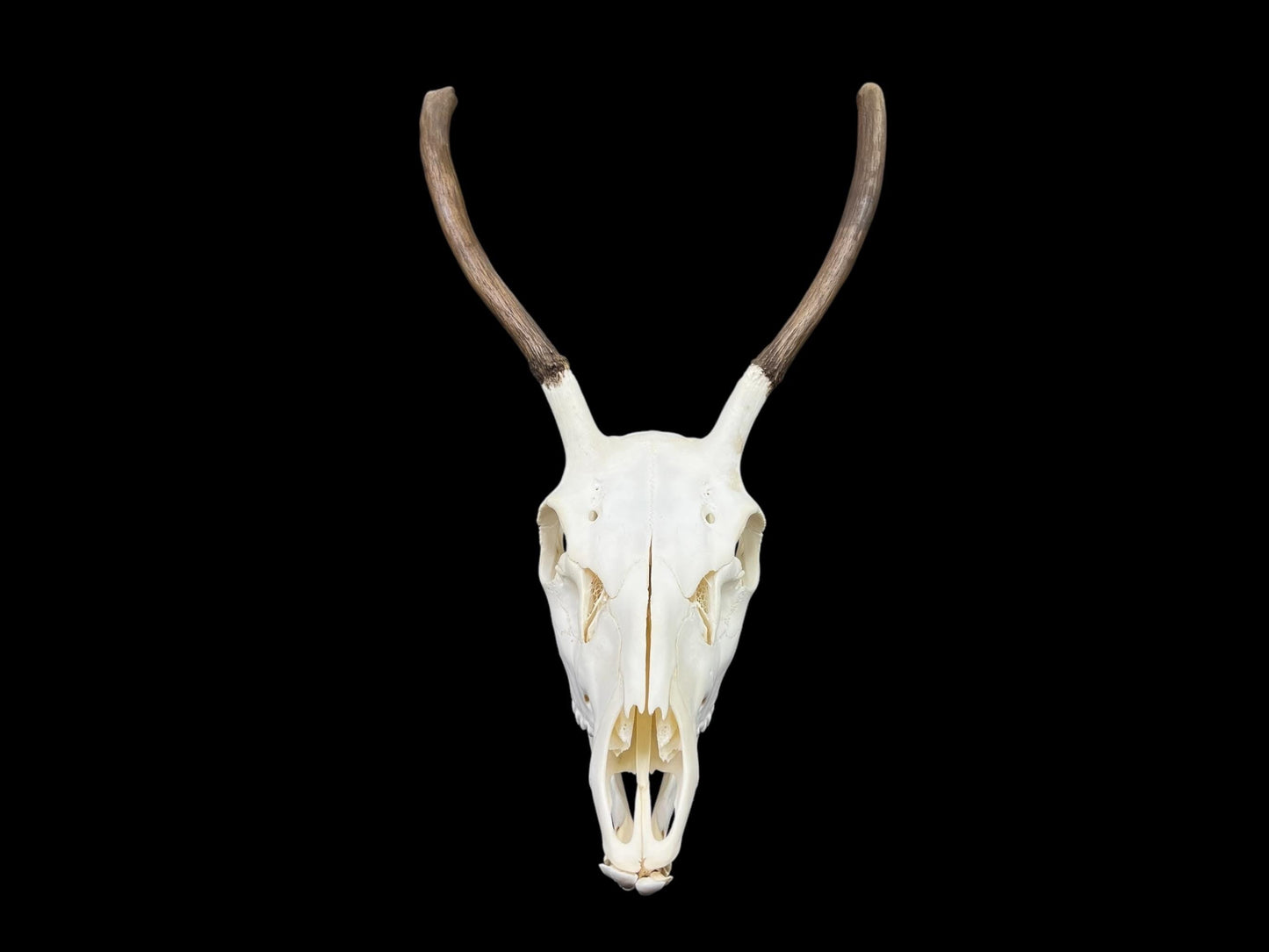 Real European Deer skull (Cervus)