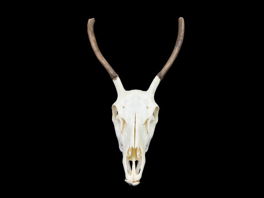 Real European Deer skull (Cervus)