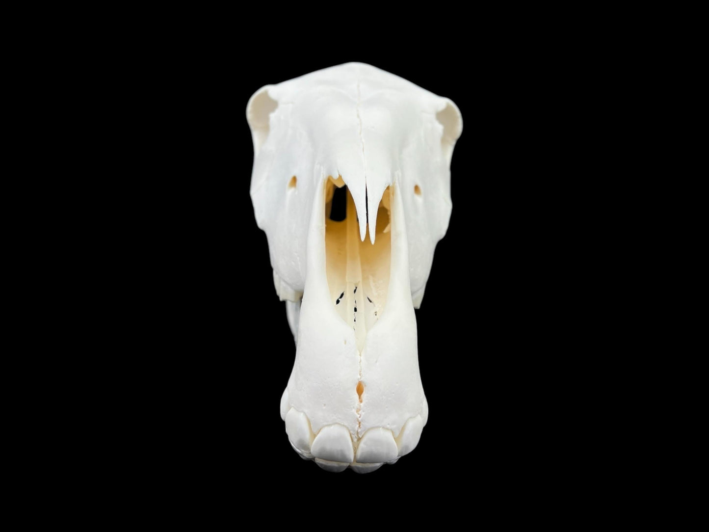 Real Horse skull (Equus caballus), degreased and whitened bone, anatomy skull, complete huge skull, skull decor - Image 3