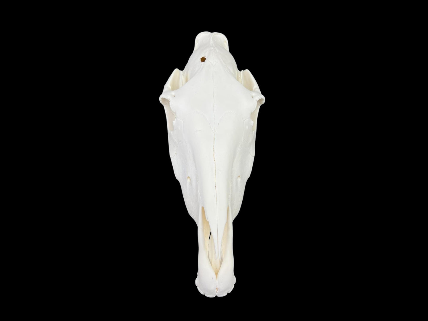 Real Horse skull (Equus caballus), degreased and whitened bone, anatomy skull, complete huge skull, skull decor - Image 6