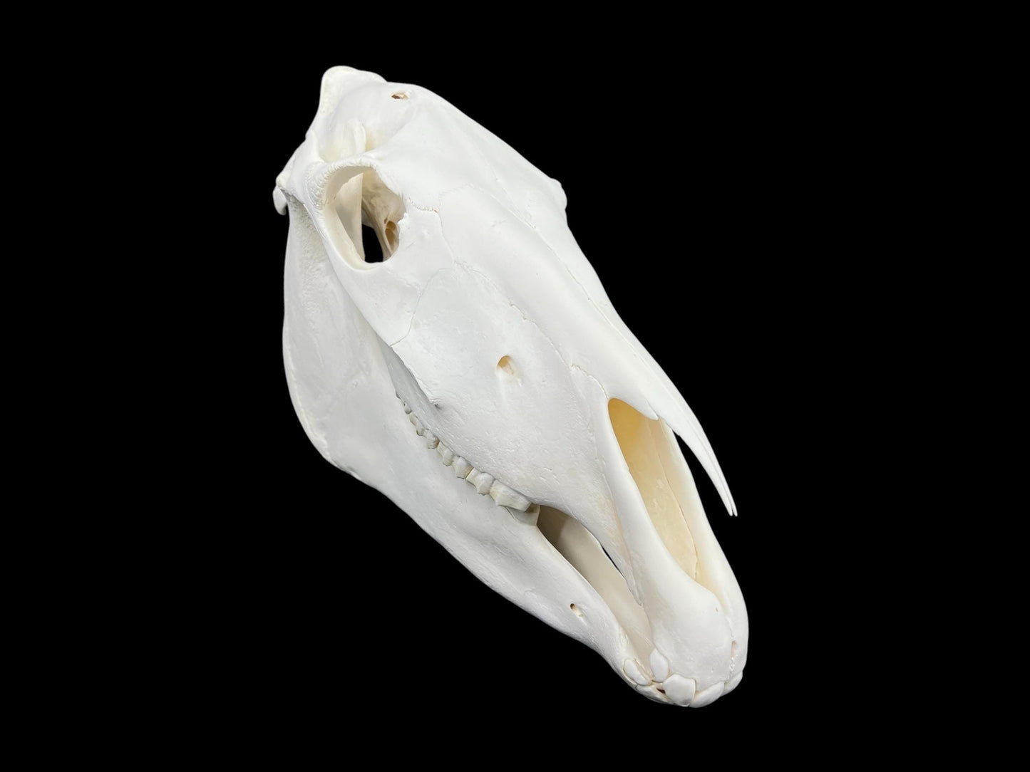 Real Horse skull (Equus caballus), degreased and whitened bone, anatomy skull, complete huge skull, skull decor - Image 5