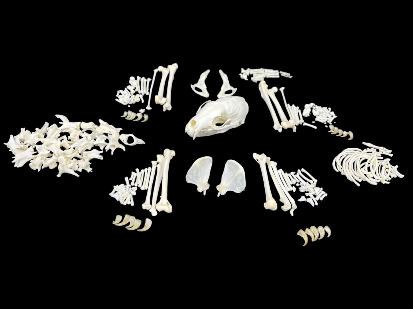 Real European Pine Marten (Martes martes) skeleton, predator, real animal bones, clean and white bones, anatomy study - Image 4