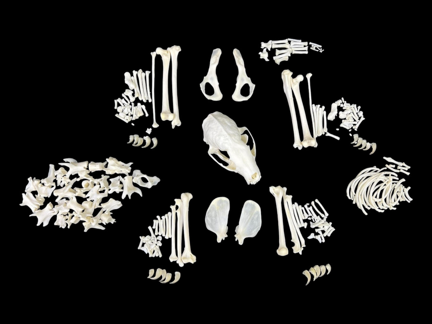 Real European Pine Marten (Martes martes) skeleton, predator, real animal bones, clean and white bones, anatomy study - Image 5