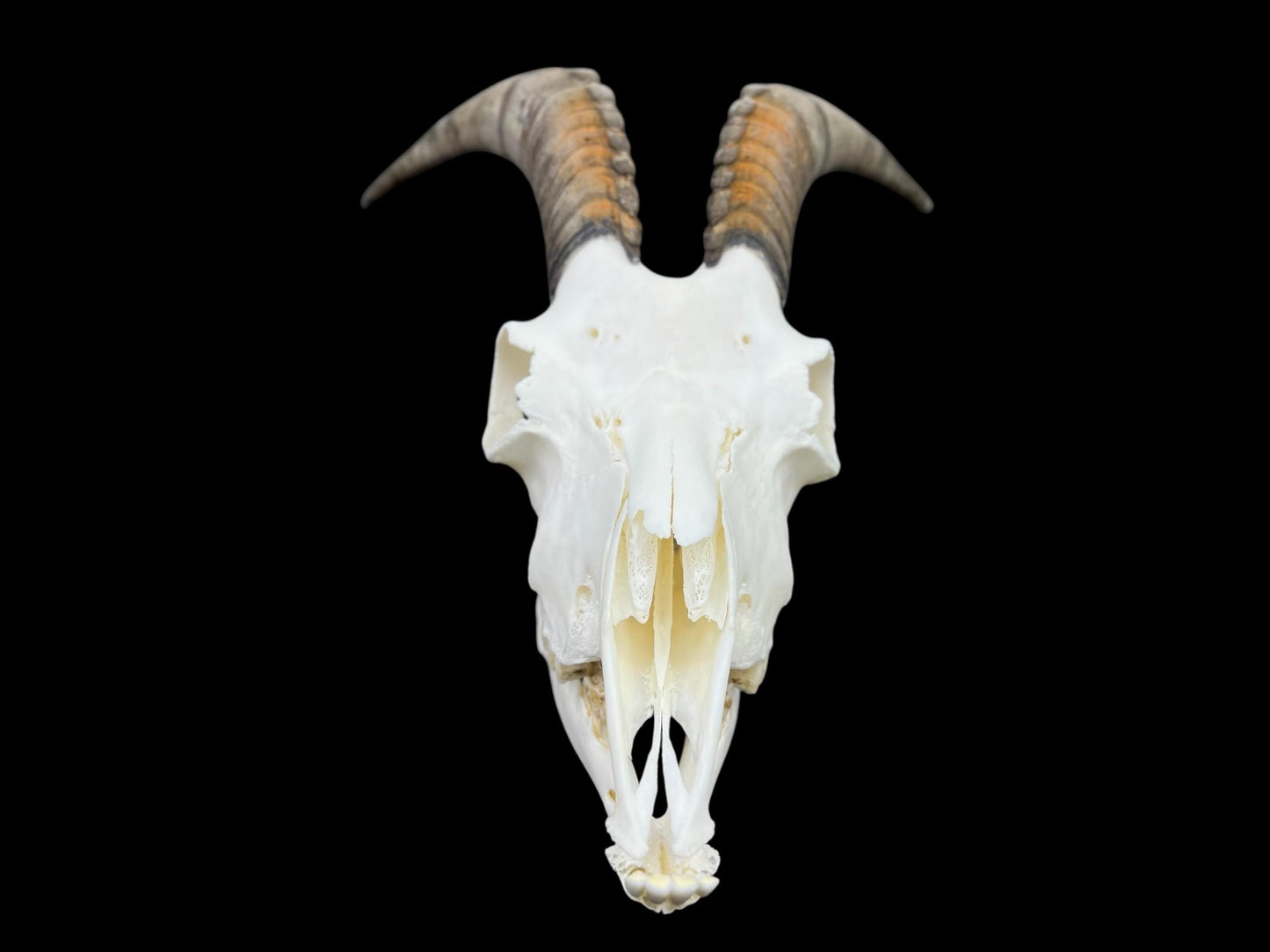 Real Goat Skull (Capra hircus) with jaw, professionally cleaned, huge animal skull, skull decor - Image 9