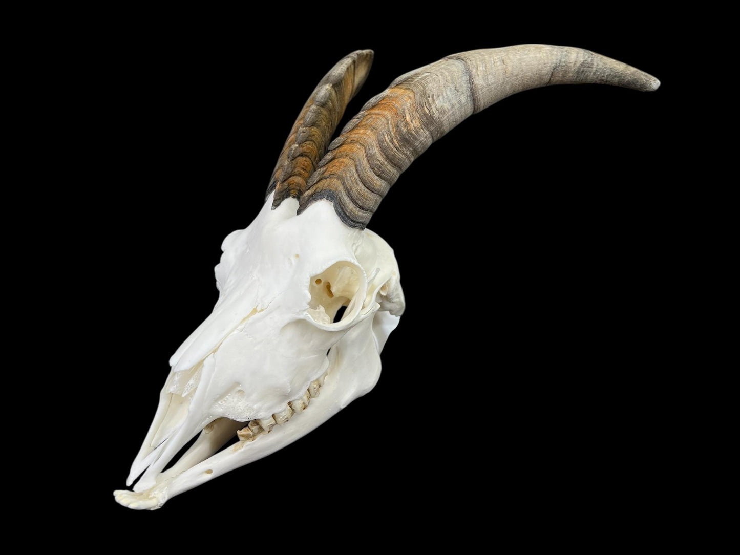 Real Goat Skull (Capra hircus) with jaw, professionally cleaned, huge animal skull, skull decor - Image 7